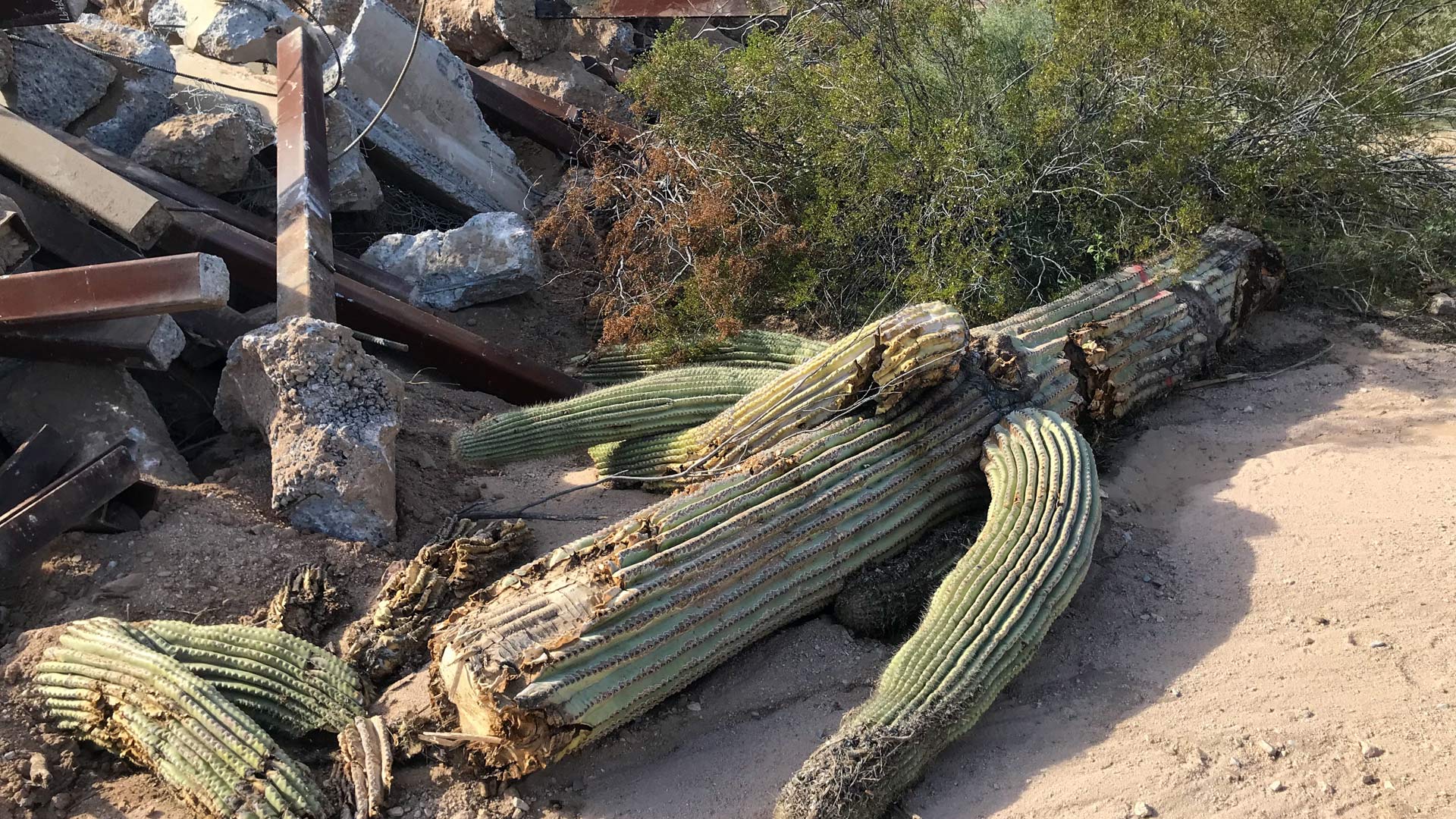 A toppled saguaro in Organ Pipe Cactus National Monument on December 21, 2019.