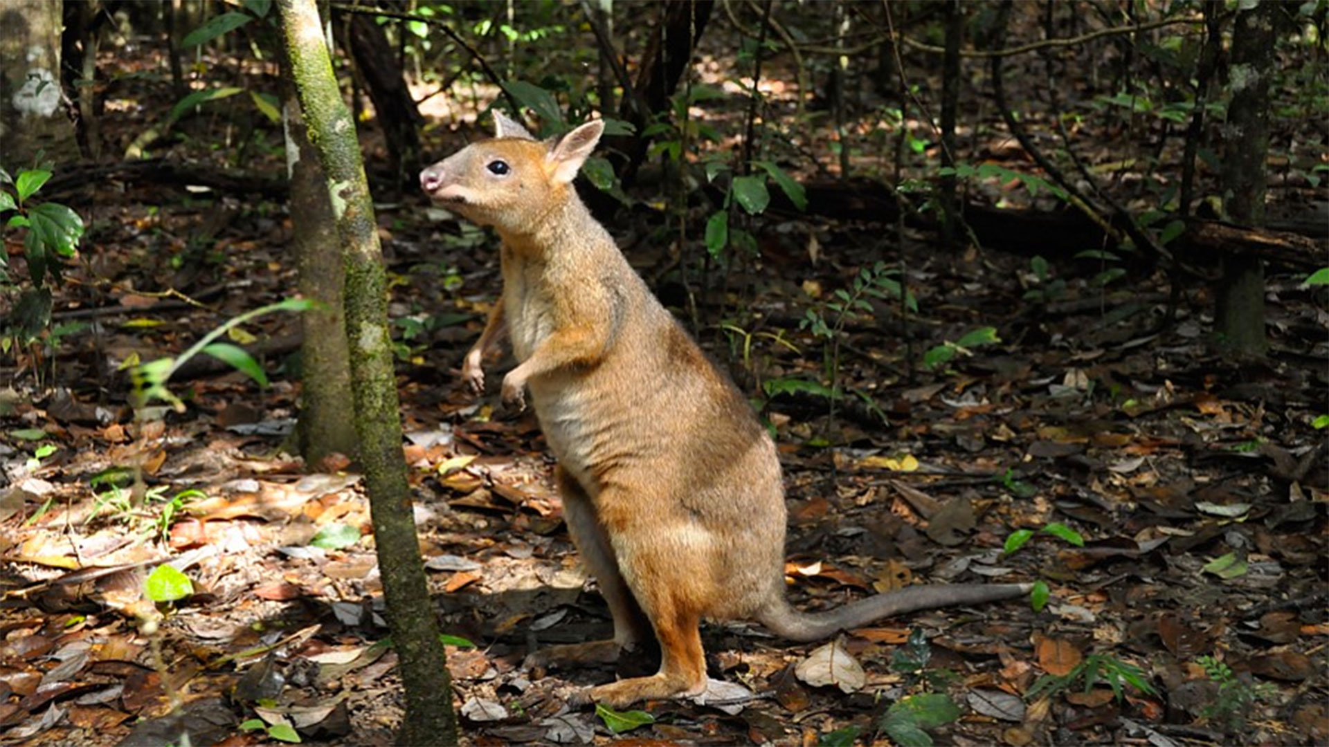 Australian creatures.