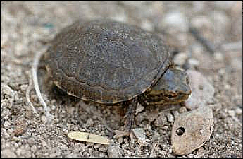 Sonoyta mud turtle unsized