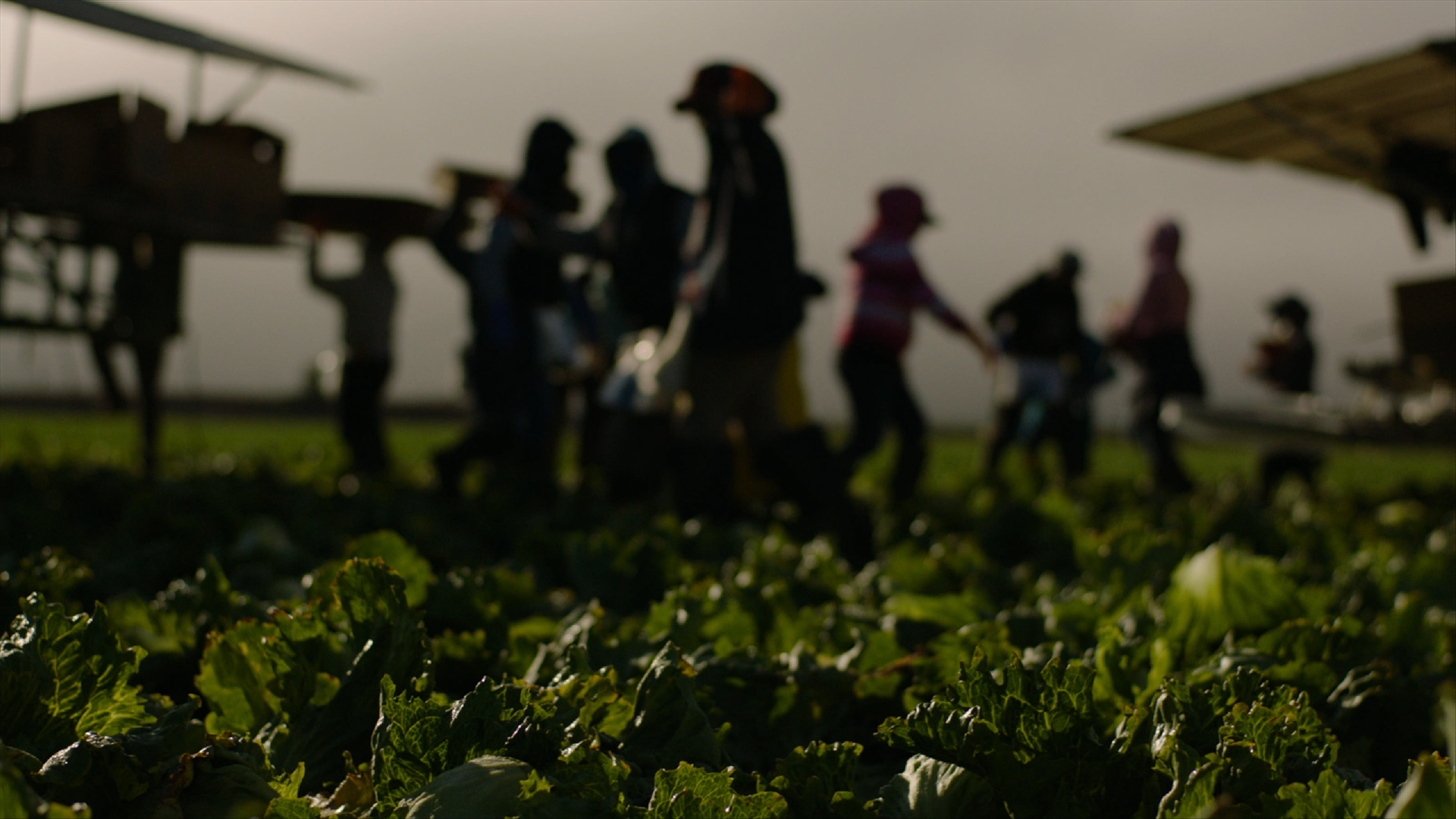 Workers at the Field Fresh Farms in Gonzales, CA.