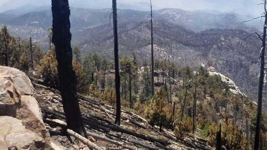 An area burned by the Bighorn Fire near Meadow Trail, June 29, according to the Inciweb tracking site.