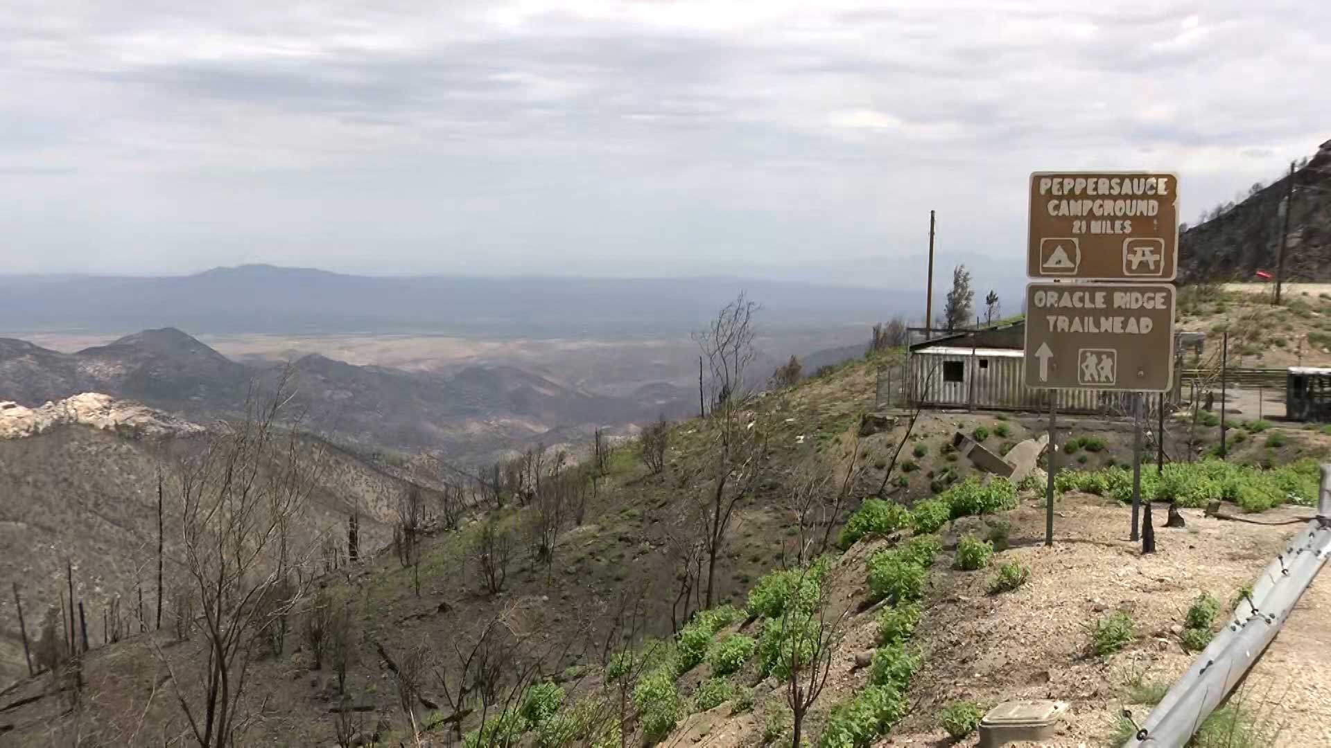 An area burned by the Bighorn Fire in the Santa Catalina mountains.