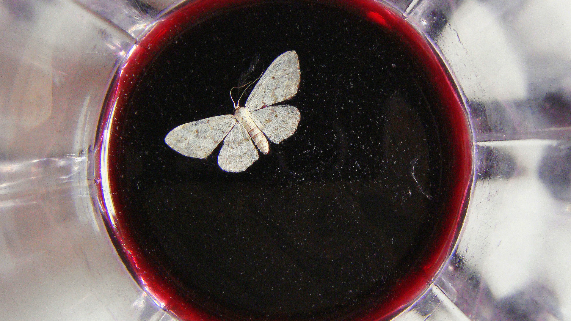 Moth in wine hero