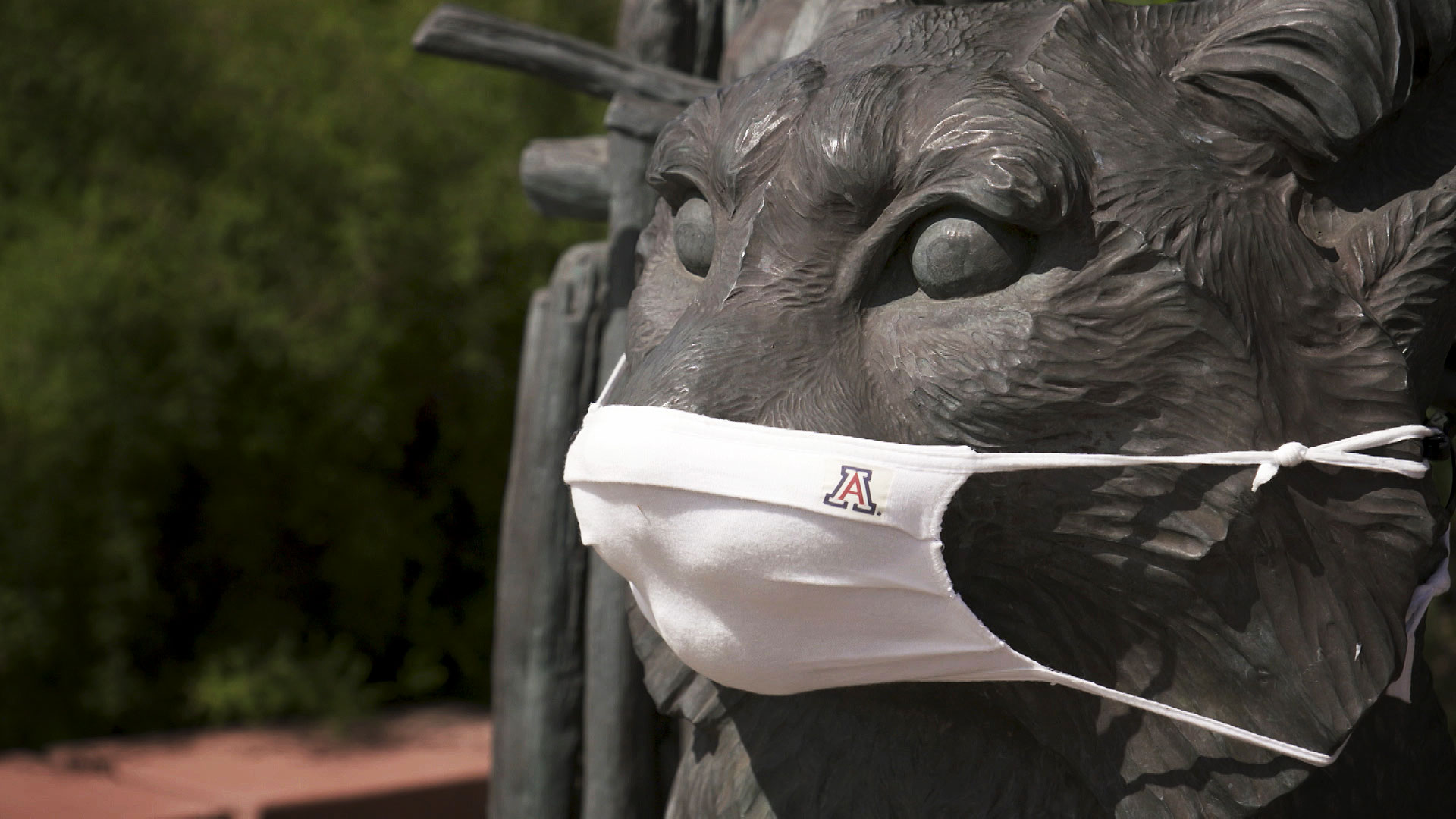 A wildcat statue at the University of Arizona sports a custom mask. July 2020. 