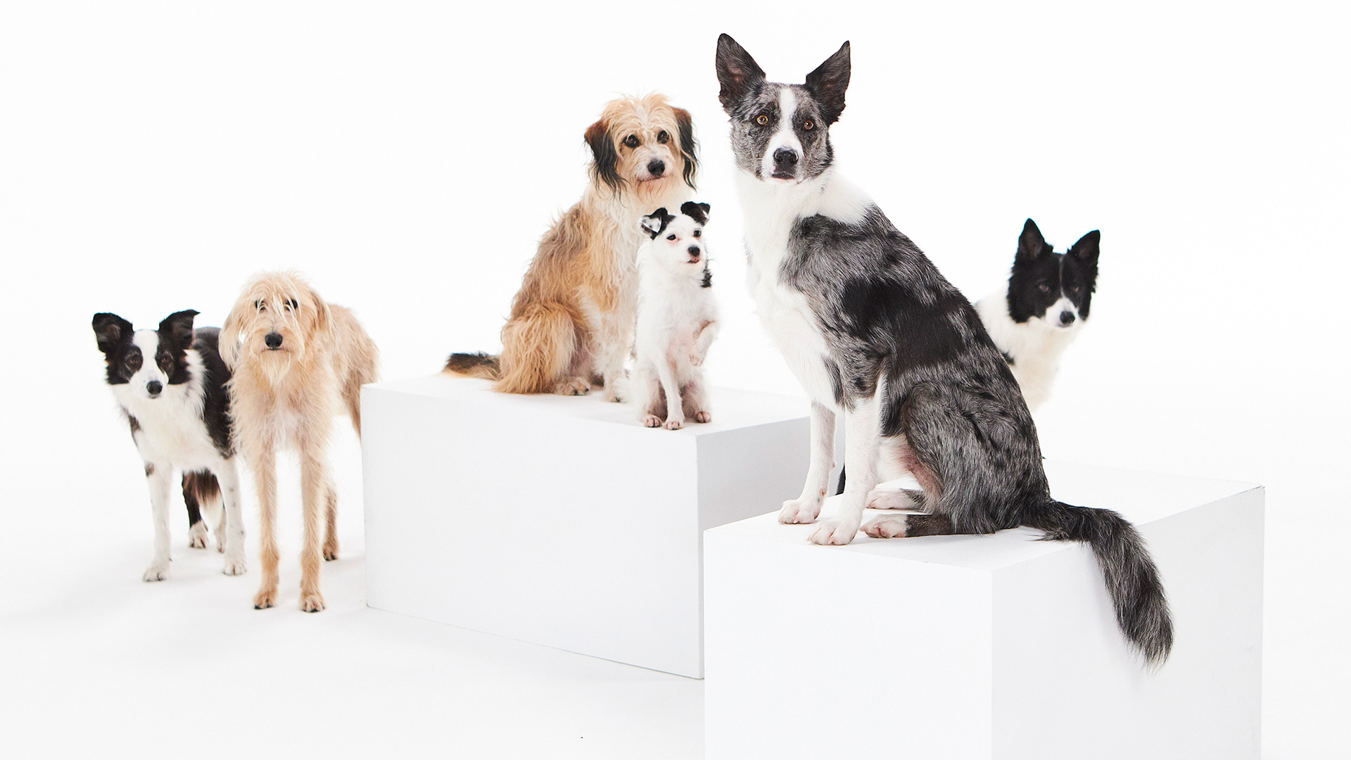 Pack of dogs at Kennington Film Studios, London.