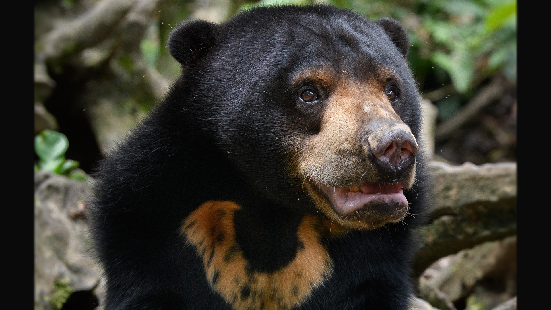 The Bornean sun bear, Helarctos malayanus, is the smallest bear in the world and found only on the island of Borneo