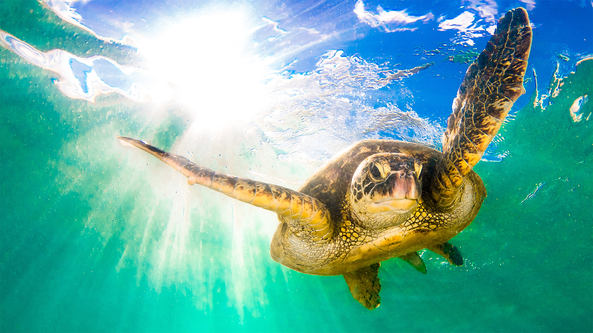 Green Turtle Chelonia mydas, known in Hawaiian as the honu. 