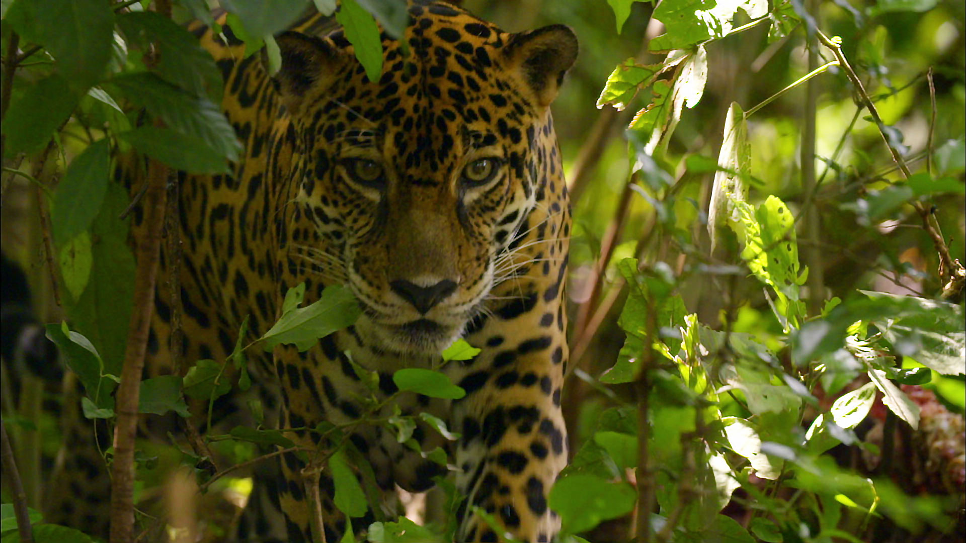 Nature: The Story of Cats: Part 1: Asia to Africa
