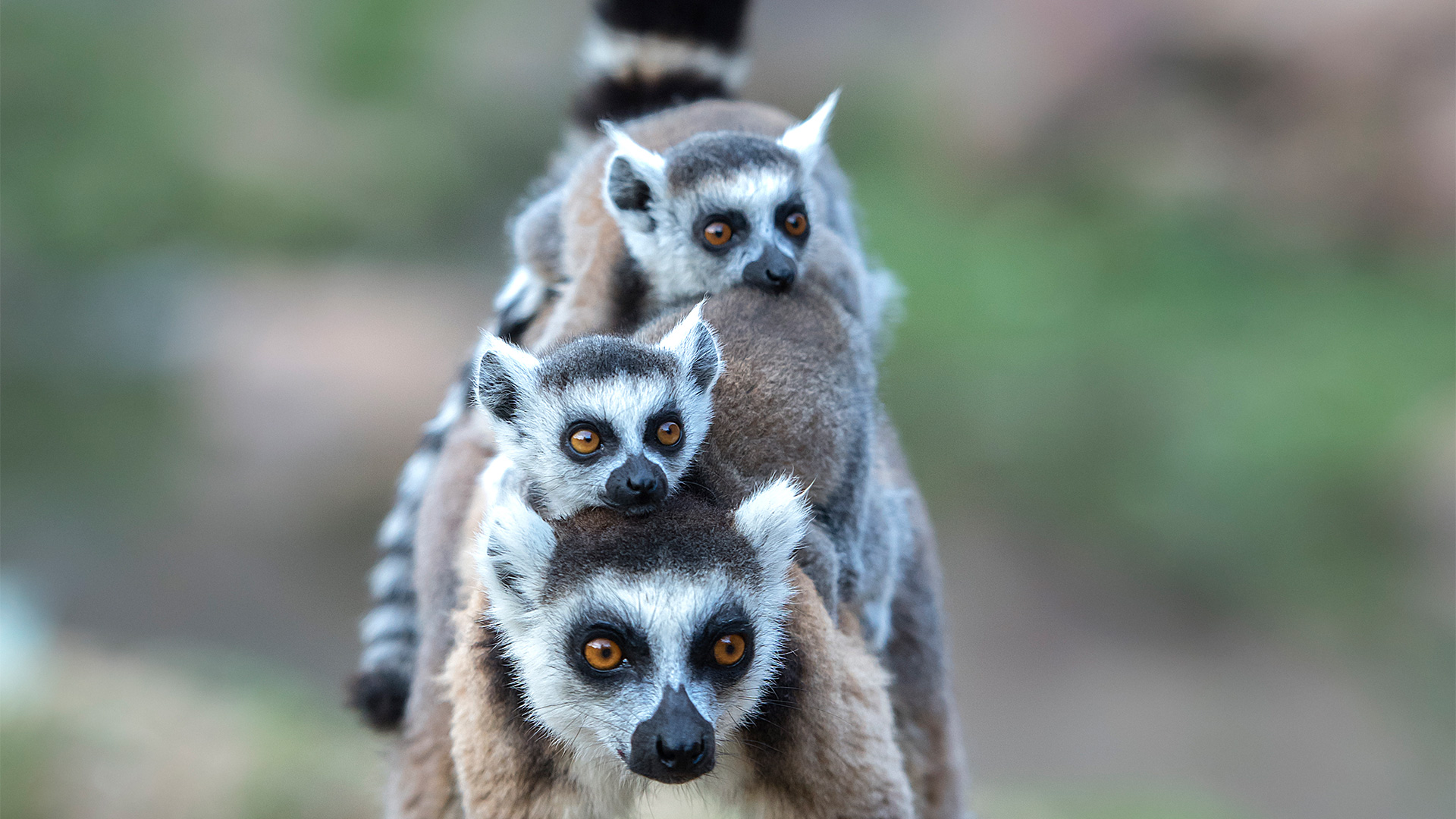 A family of ring-tailed lemurs, Lemur catta. 