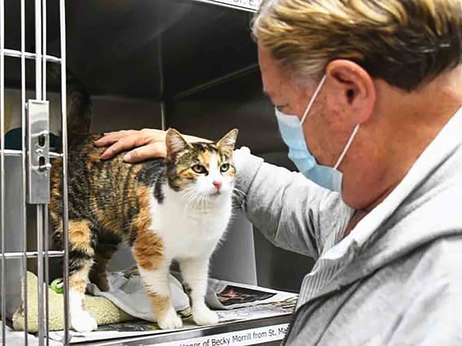 npr news patches cat