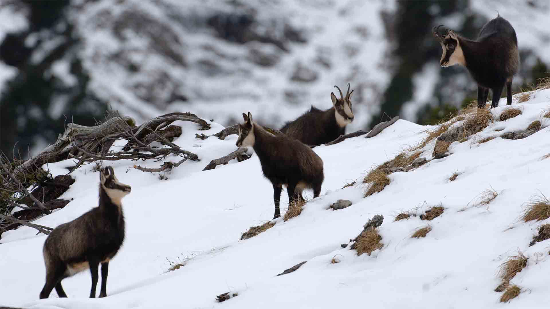 Chamois, a species of goat-antelope native to the Alps.