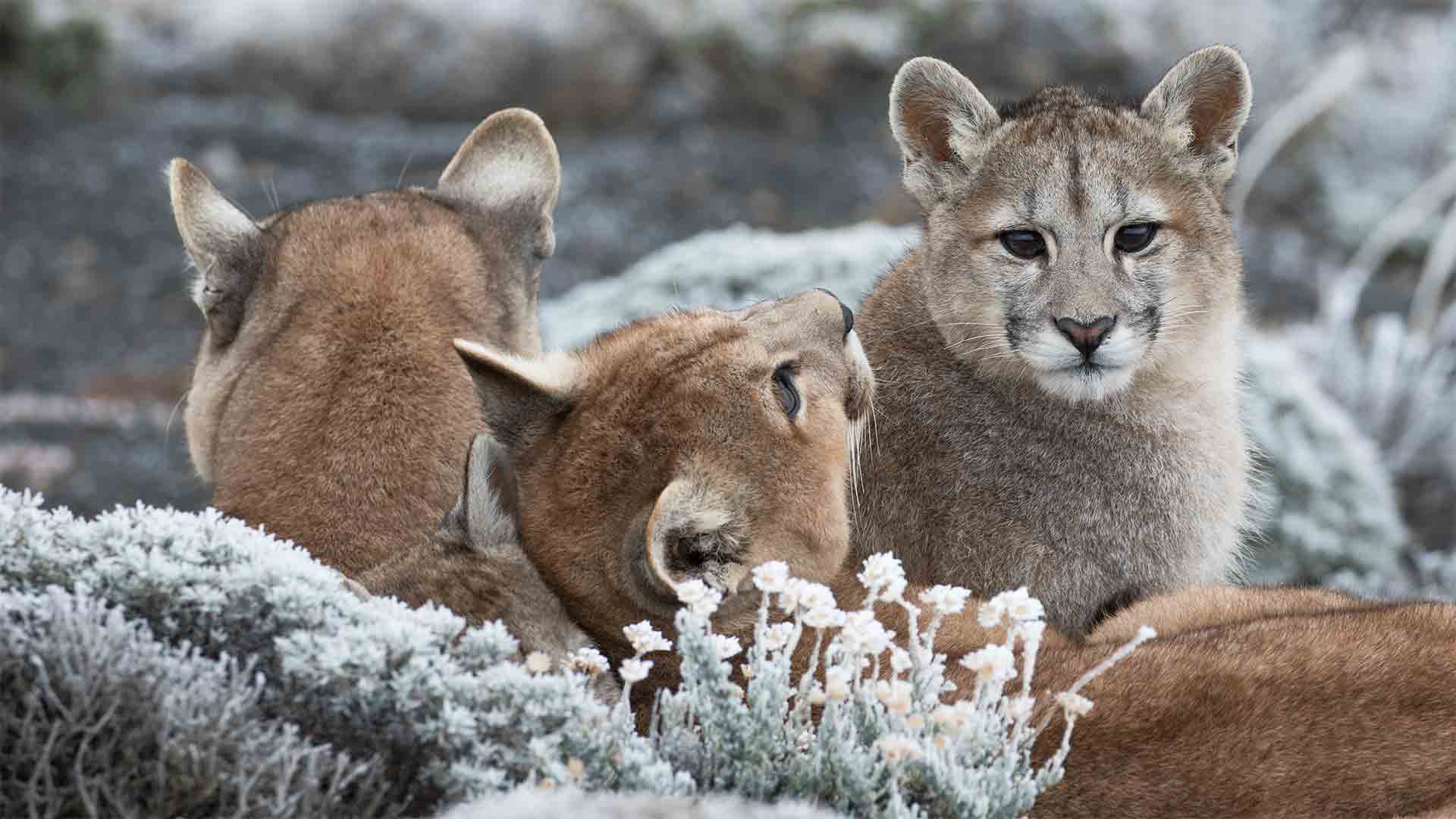 A puma mother and her three cubs resting together. Torres del Paine National Park, Patagonia, Chile.