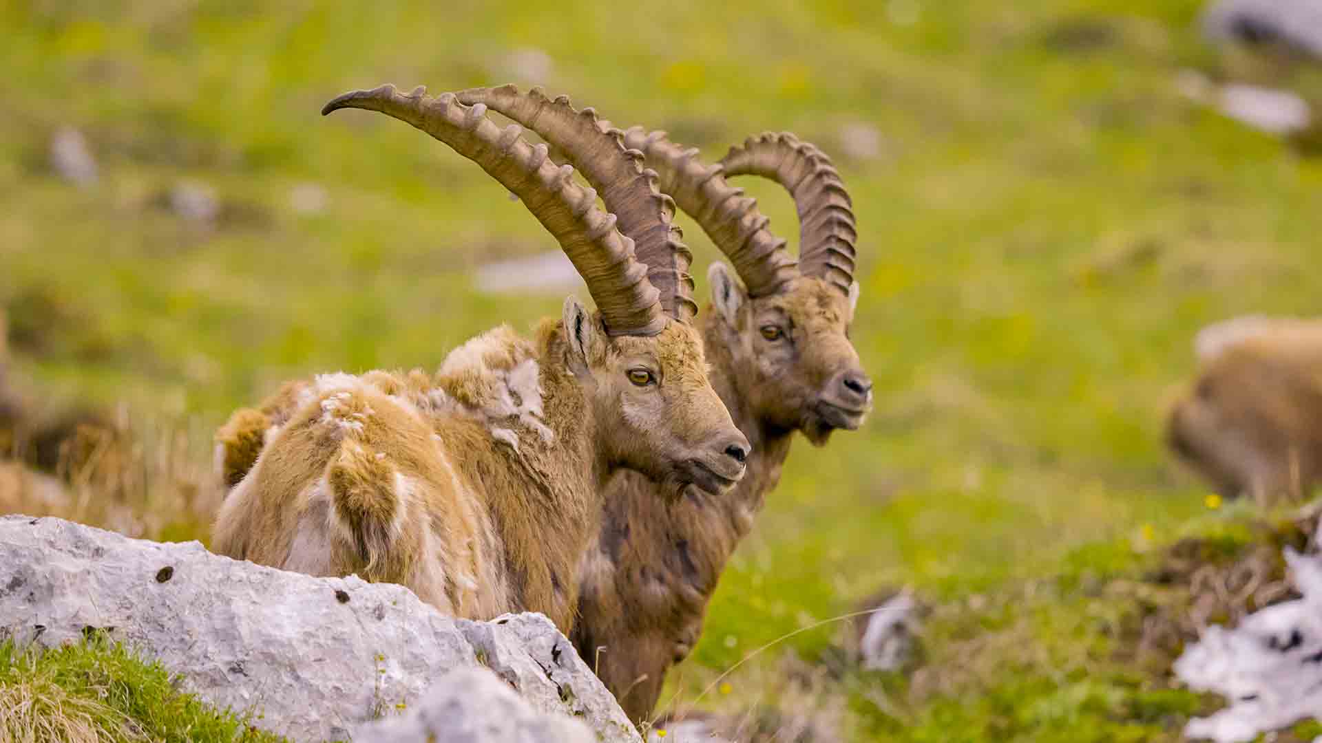 Ibex shedding their winter wool.