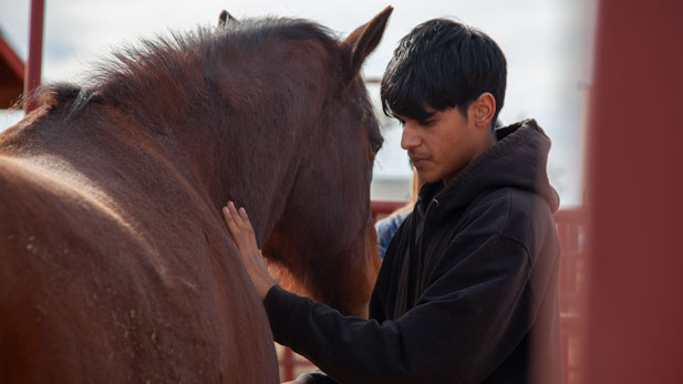 Israel Guerrero grooming Boomer at the Pascua Yaqui Tribe's Tortuga Ranch February 27, 2020. 