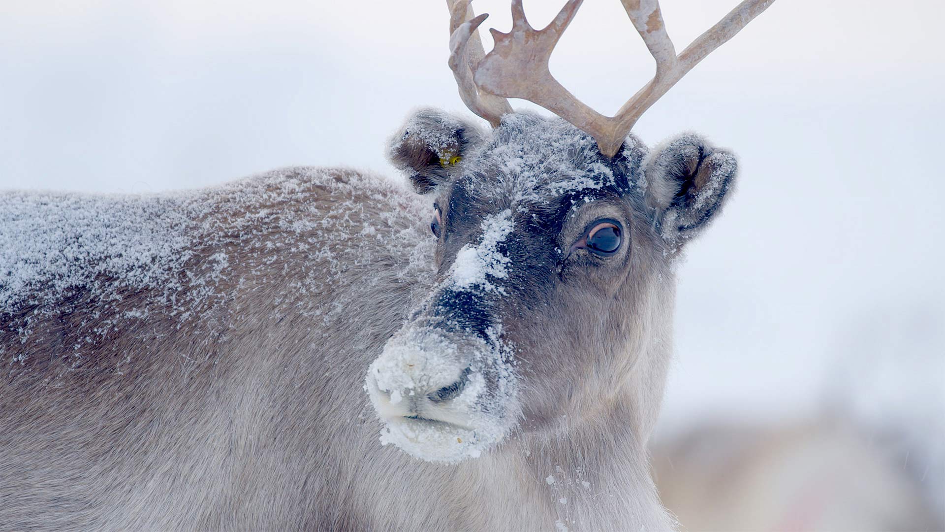 Reindeer. Lapland, Finland.