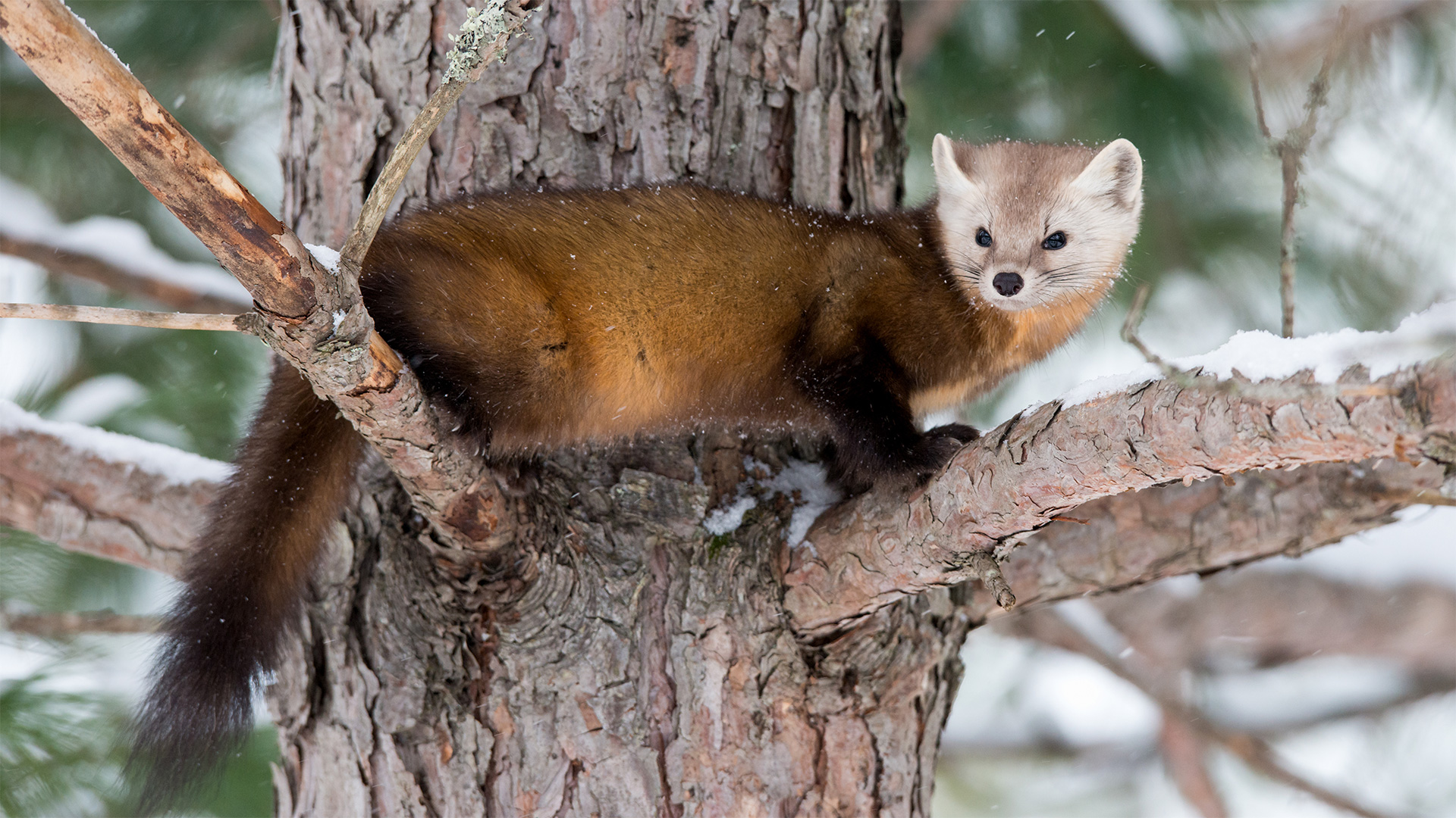Pine Martens are an arboreal member of the mustelid family and are excellent climbers. They have semi-retractable claws and hunt food both on the ground and in the trees.