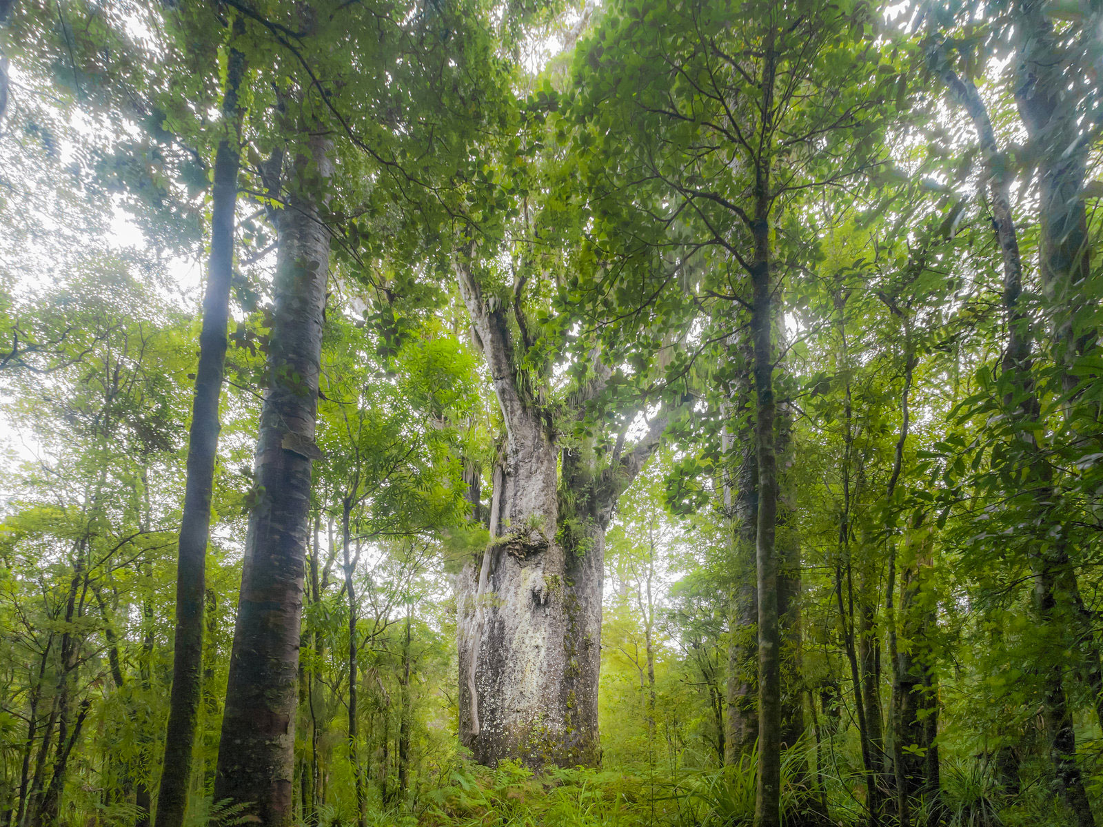 npr news ancient trees