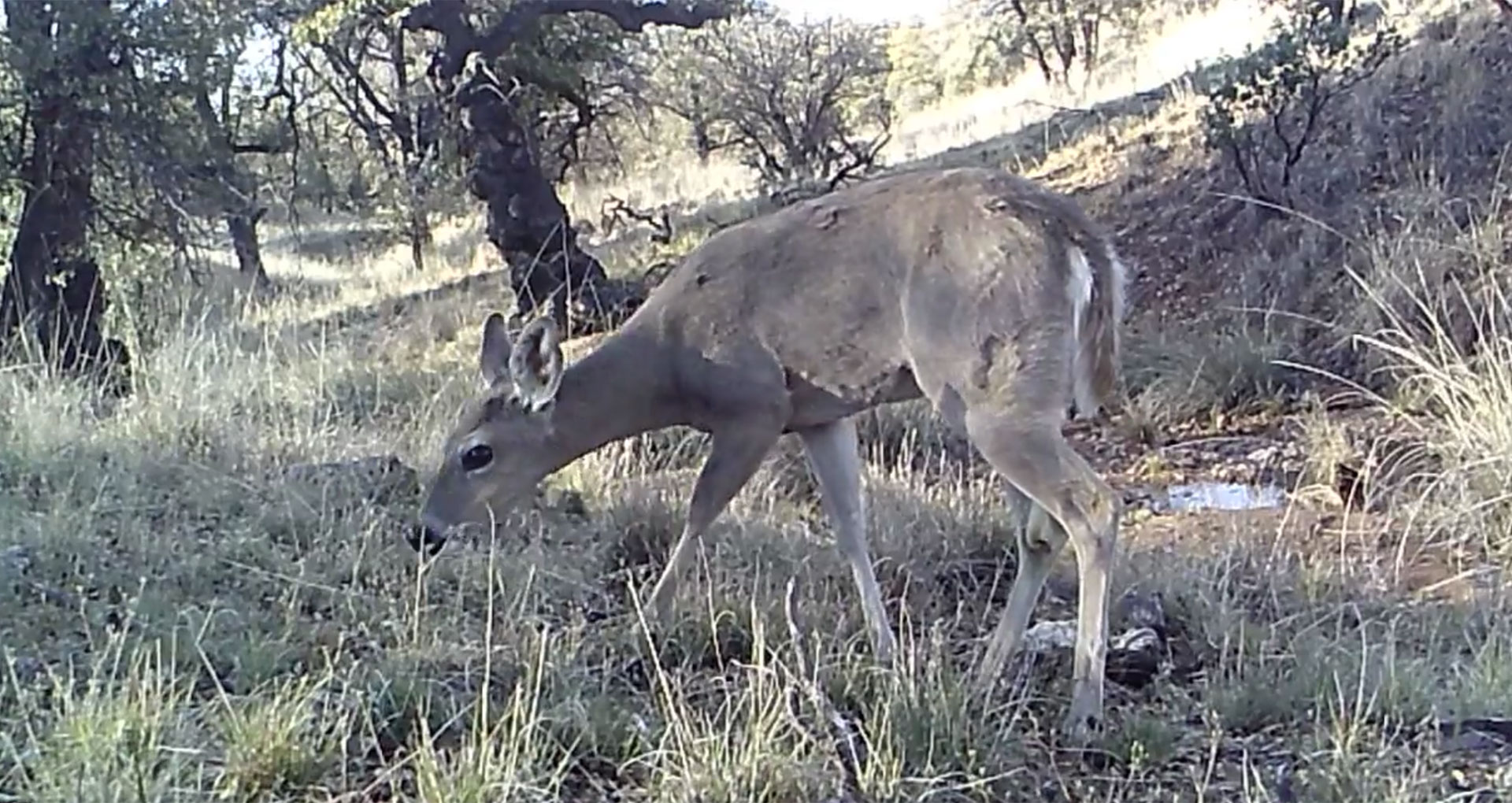 Deer border cam