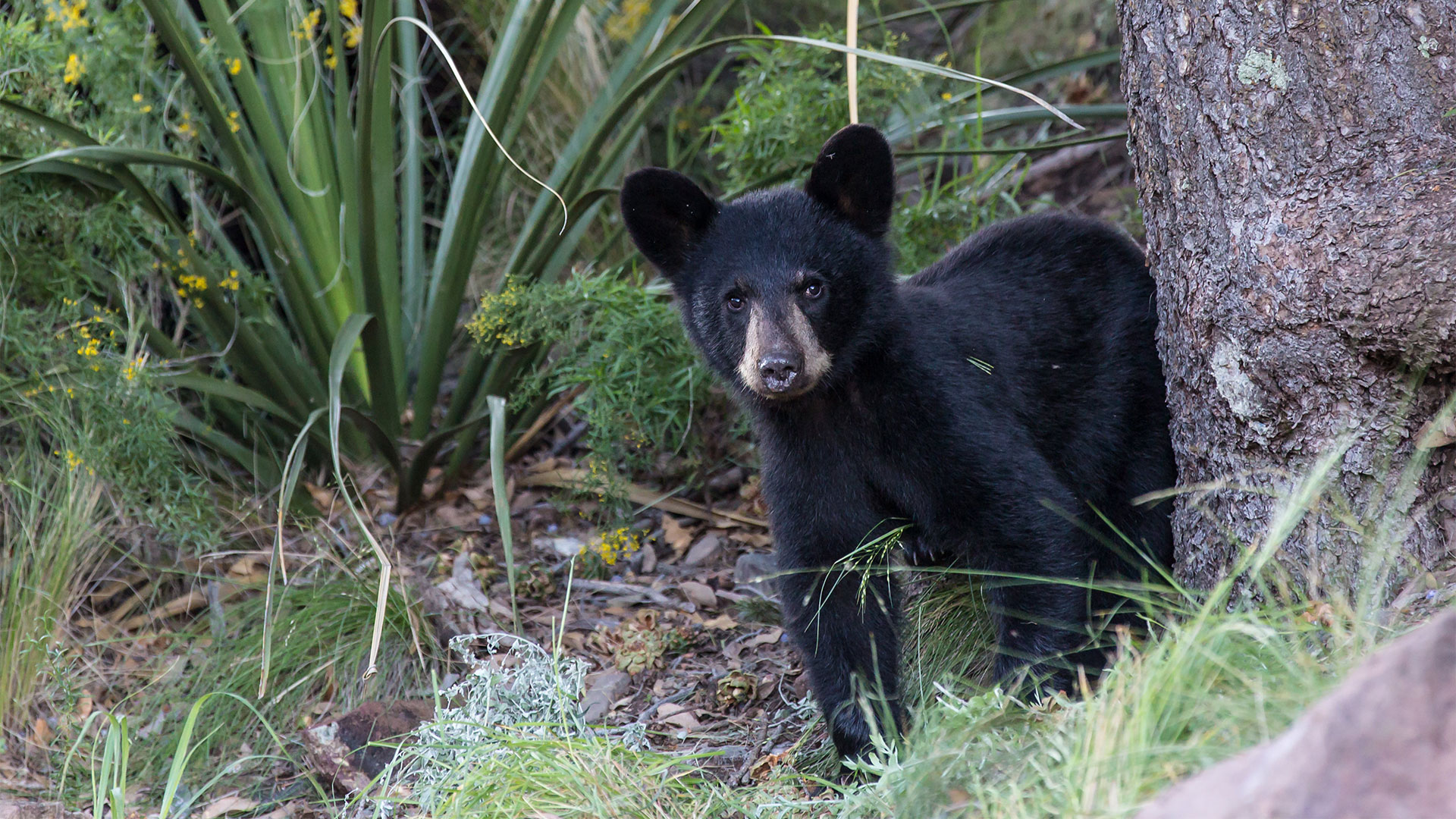 Bear cub emerges from behind a tree.