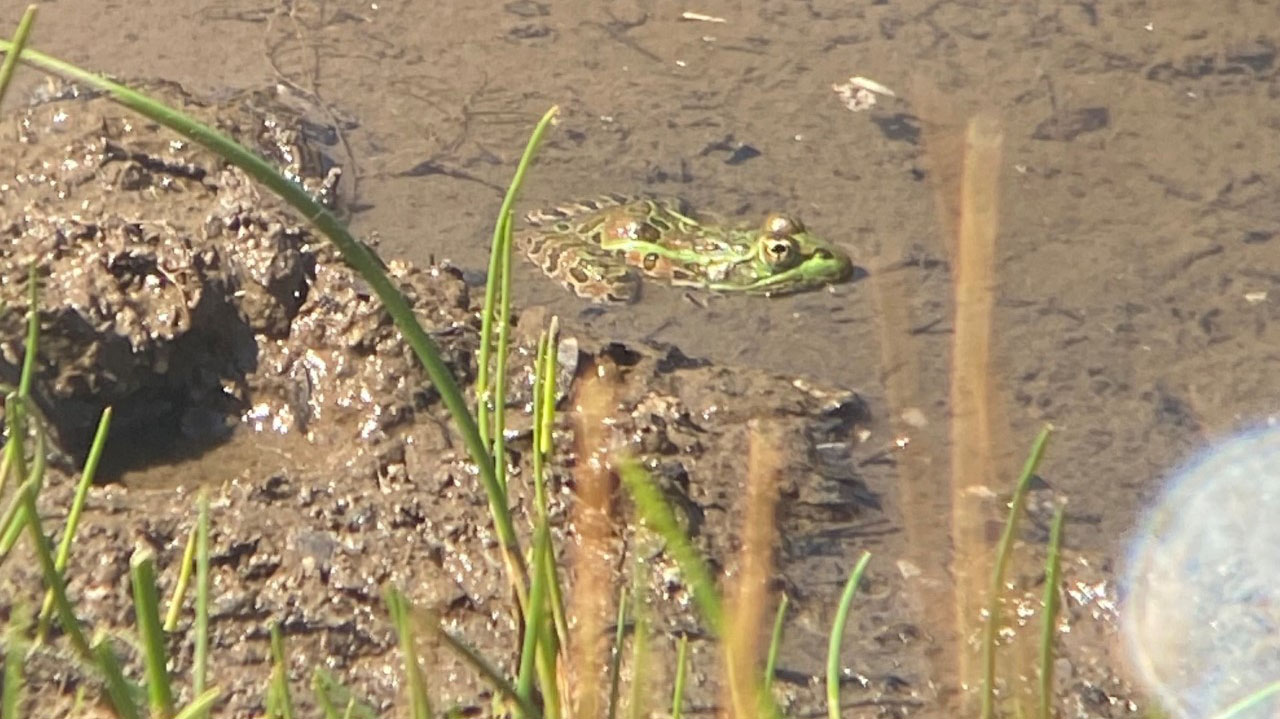 leopard frog spotlight 1