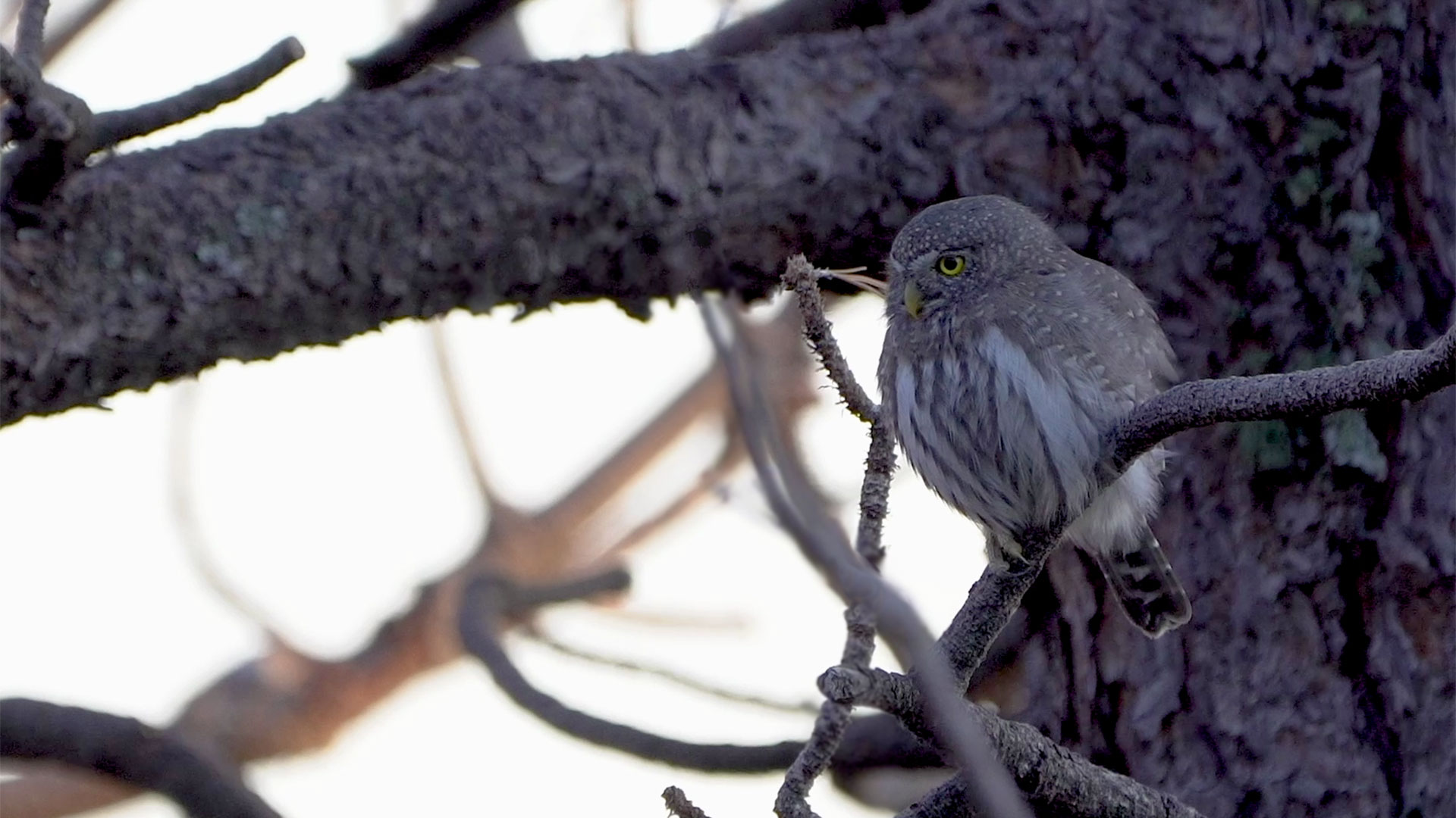 Birdwatching Across Arizona 