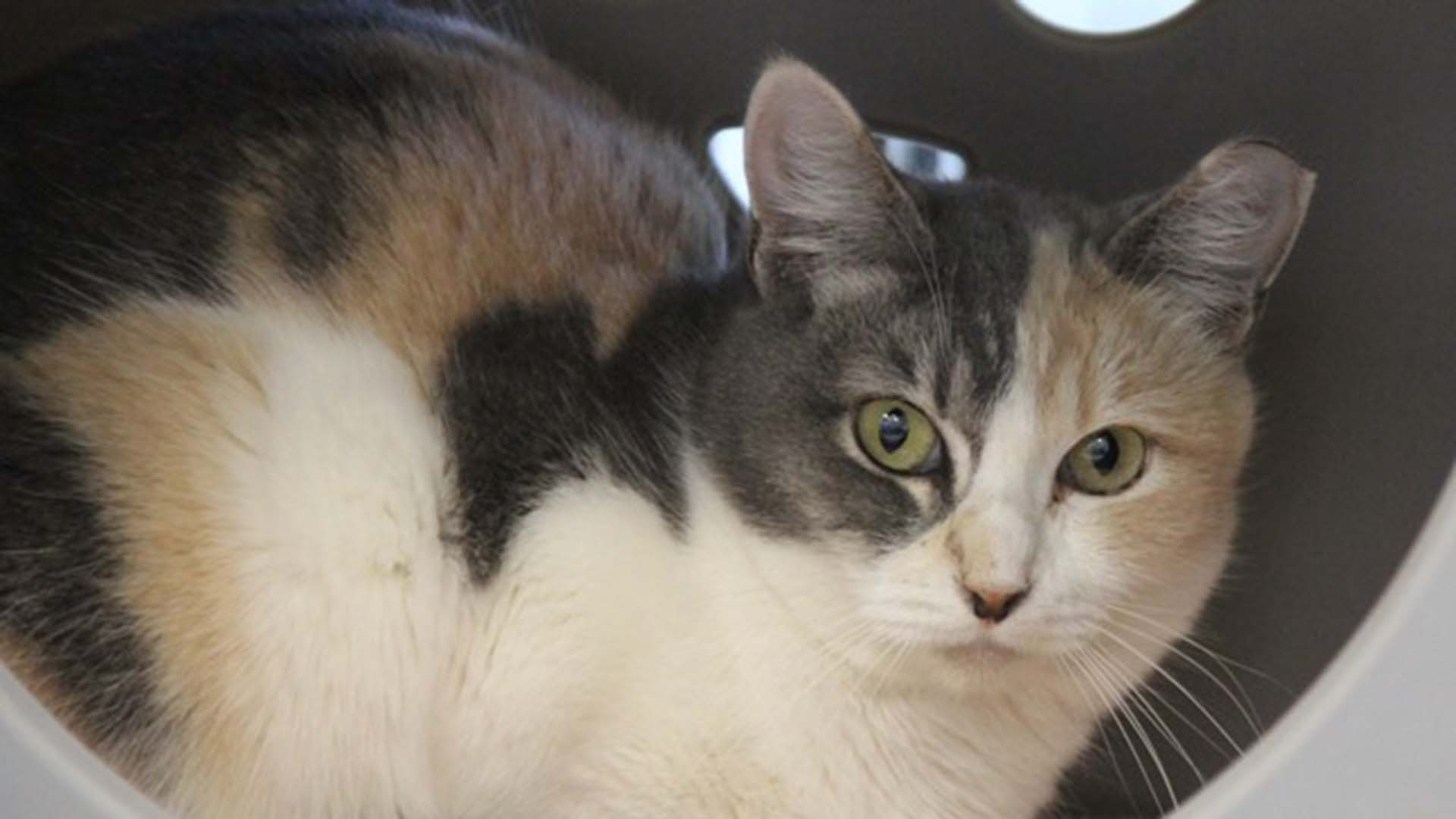 Cats that are apart of Pima Animal Care Center's trap-neuter-return program have a tipped ear to signal they've spayed or neutered. 