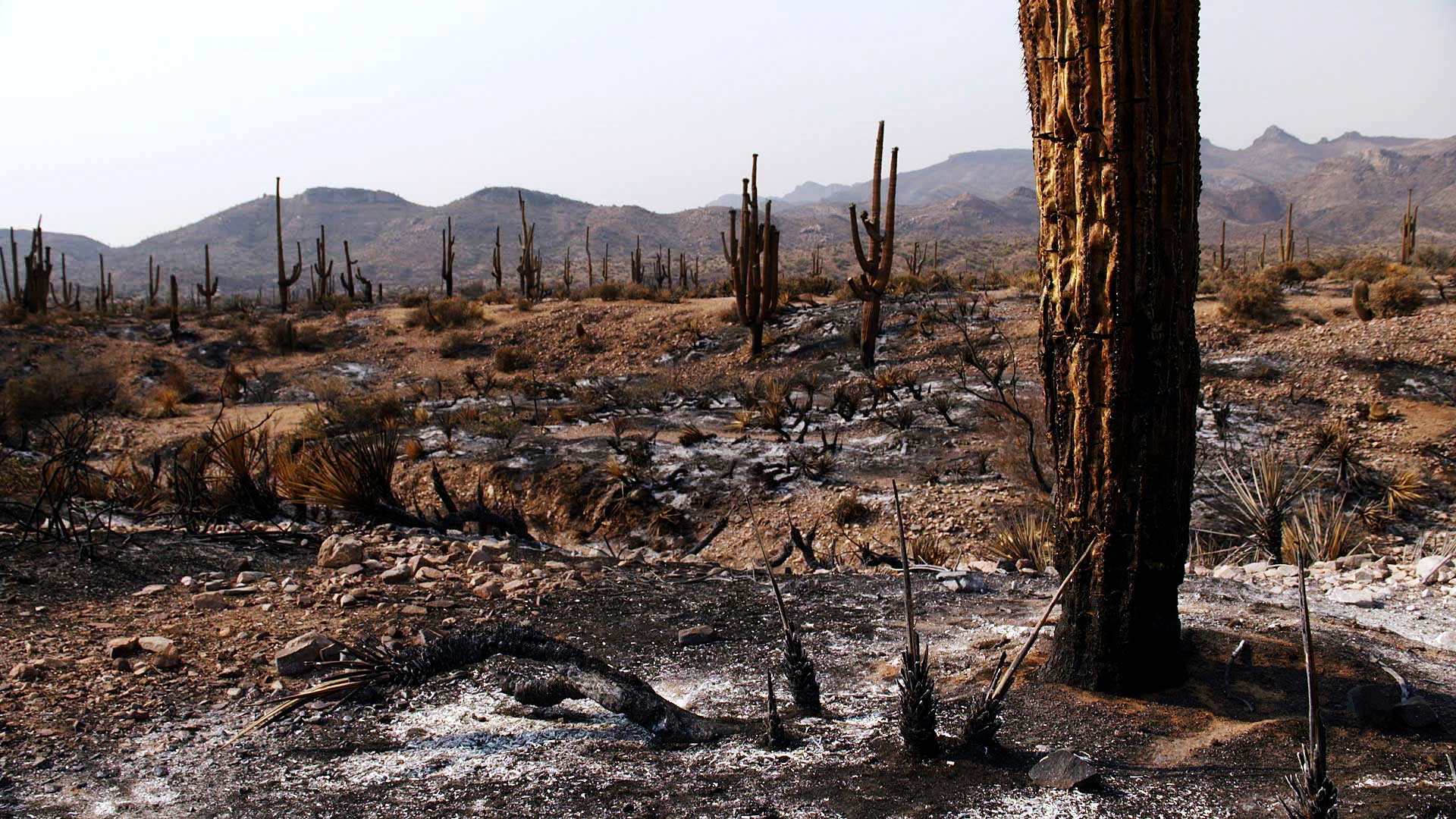 Scorched saguaros and desert landscape from the Telegraph Fire that started June 4, 2021 and spread across areas of Pinal and Gila counties. June 2021. 
