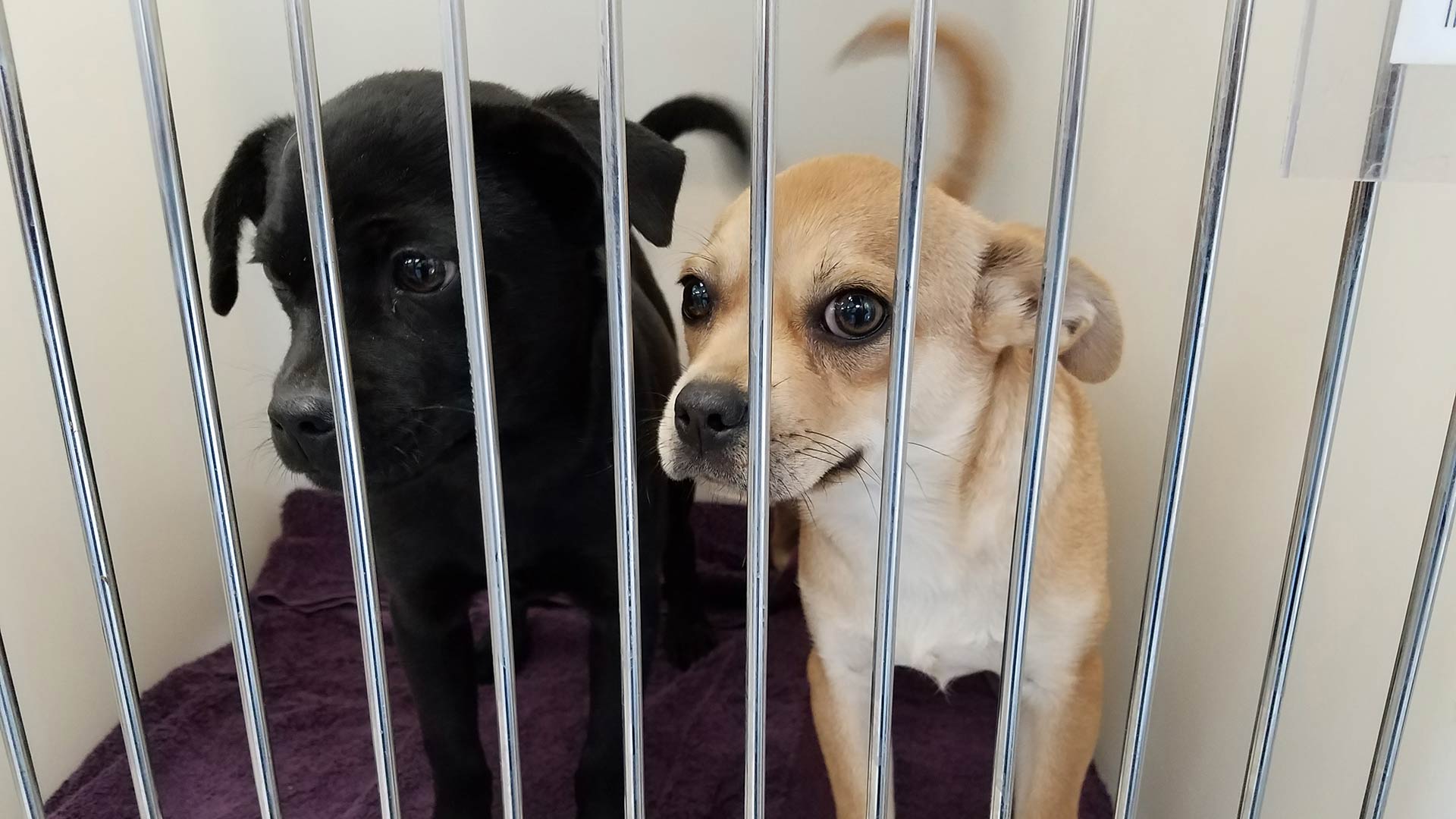 Two puppies housed in the small dogs unit of the new Pima Animal Care Center.