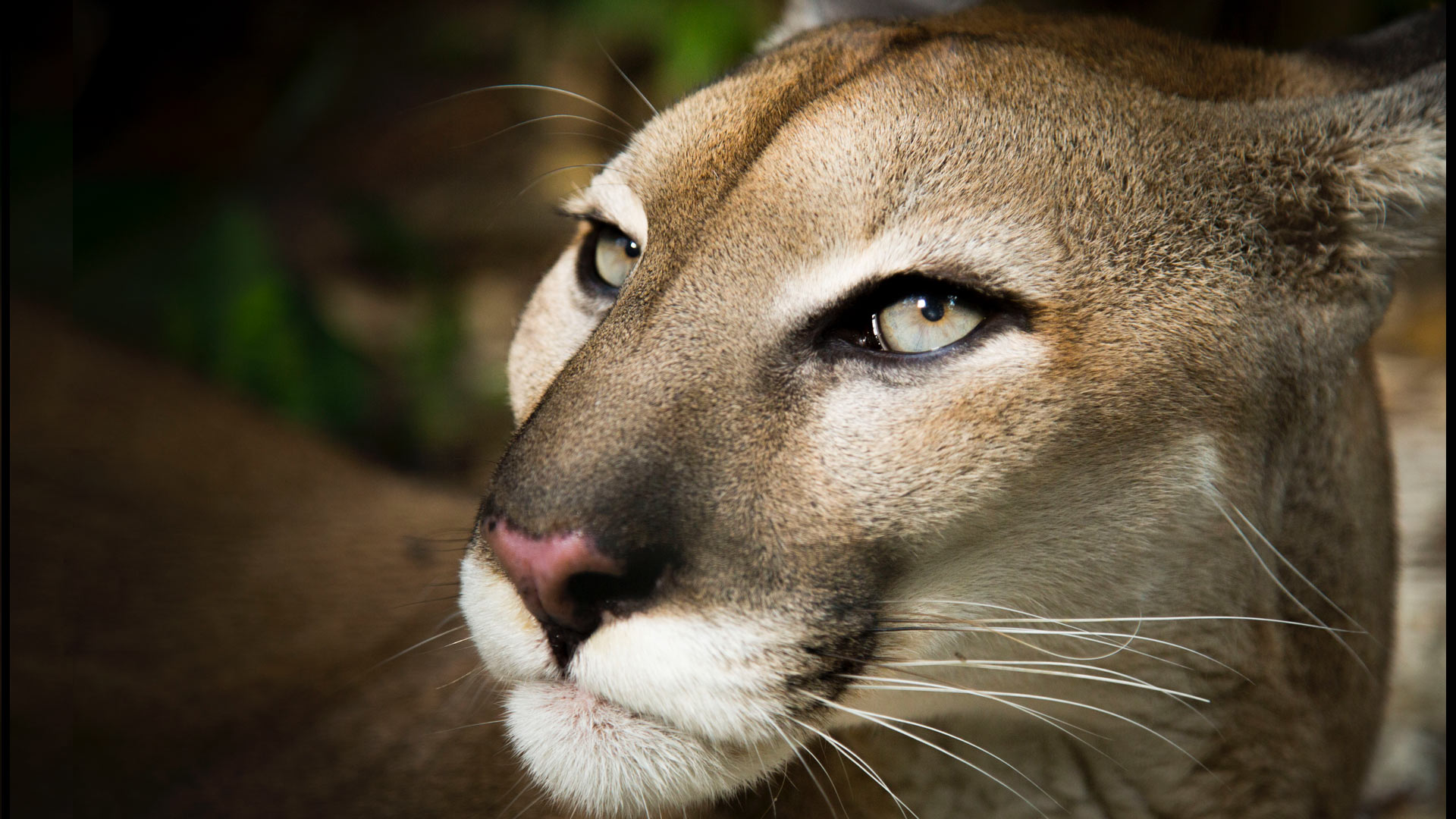 Pumas (Puma concolor) are the widest ranging mammal in the Americas, thanks to extraordinary adaptability and an eye for opportunity.