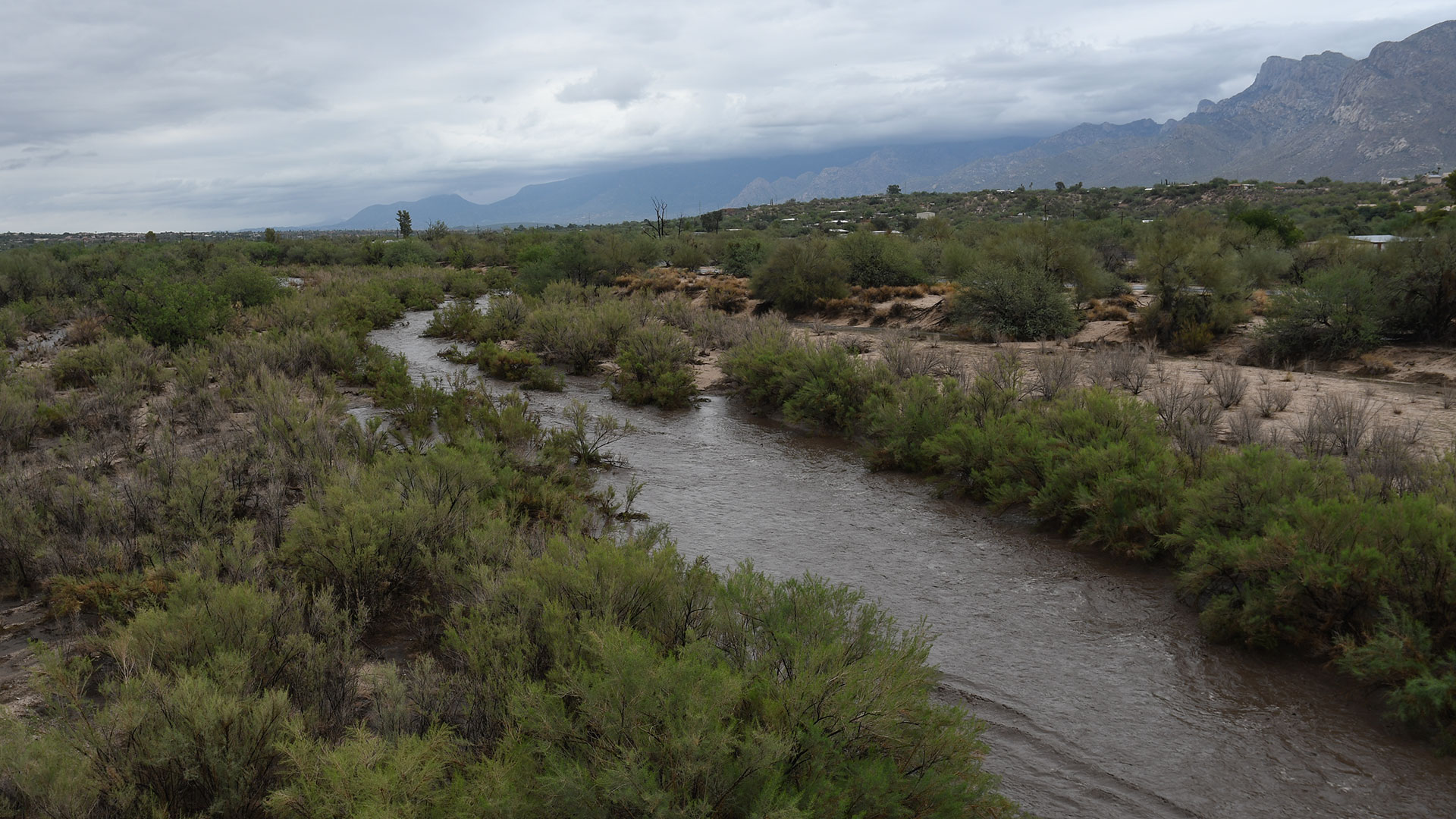 Canada del Oro wash looking east from the bridge on La Cholla during Monsoon 2021.