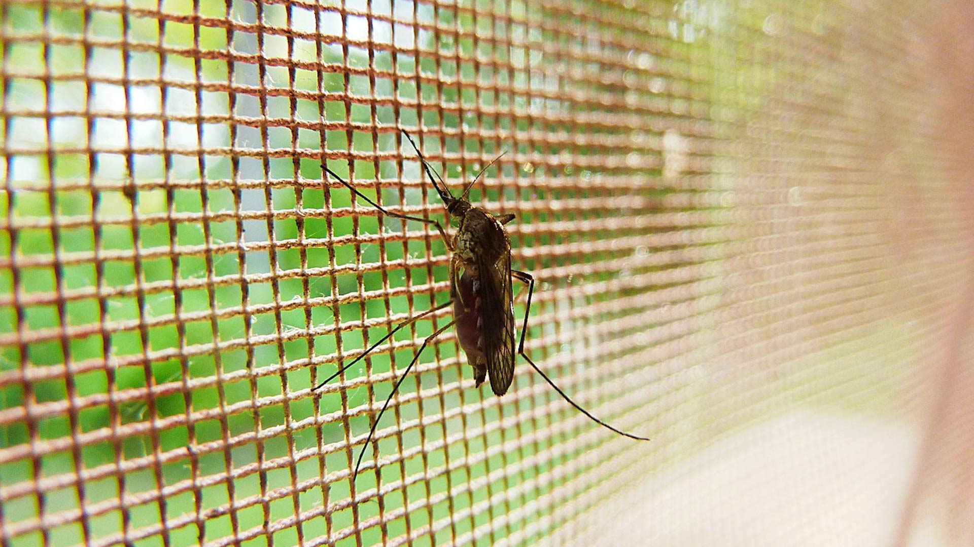 Mosquito.