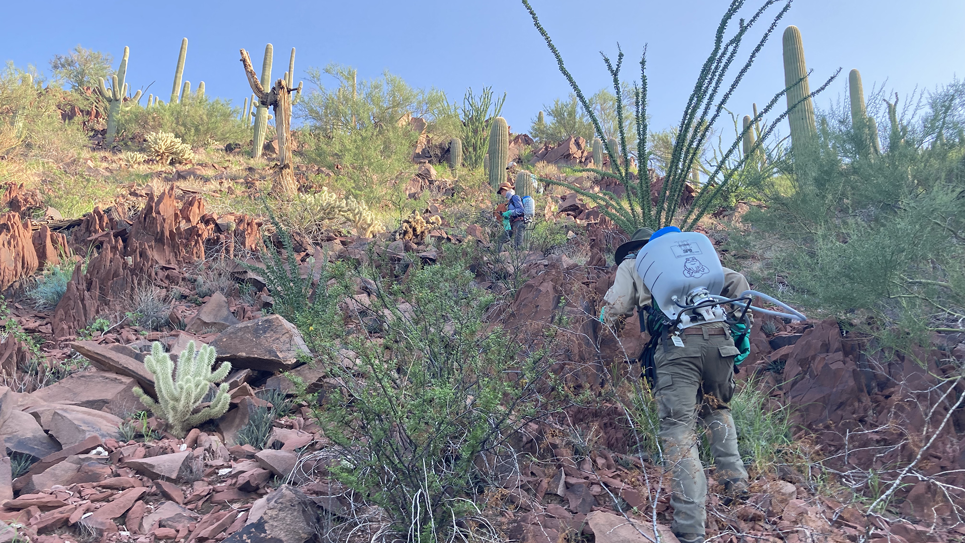 Saguaro National Park employees climbing up a hill within the park to find and spray bunches of buffelgrass with herbicide August 2021.