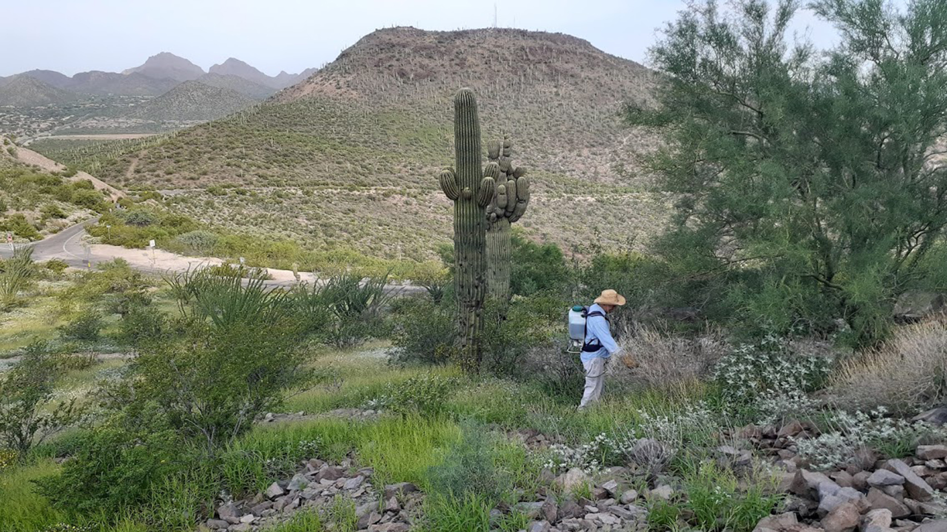 Grass mitigation efforts on A Mountain. 