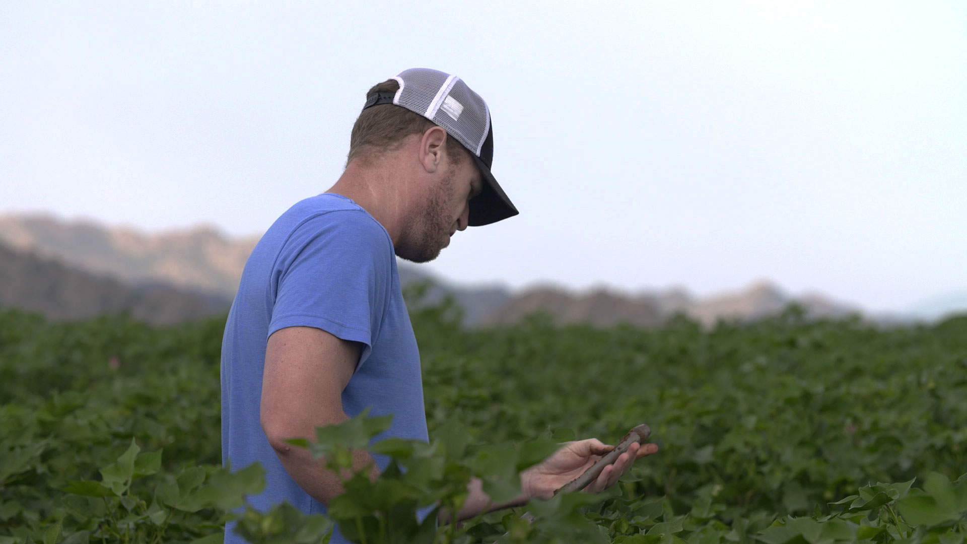 Will Thelander, of Tempe Farming Company, grows crops such as cotton and alfalfa but is also experimenting with guayule, a desert native plant that is being studied for the natural rubber it produces.