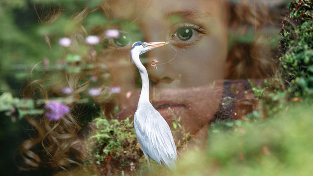 white heron image hero