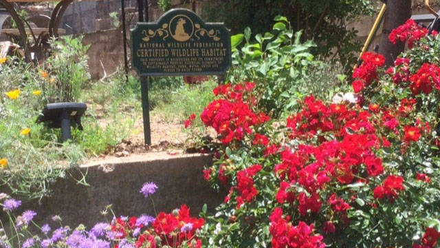 bisbee bloomers red flowers