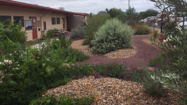 bisbee bloomers yard