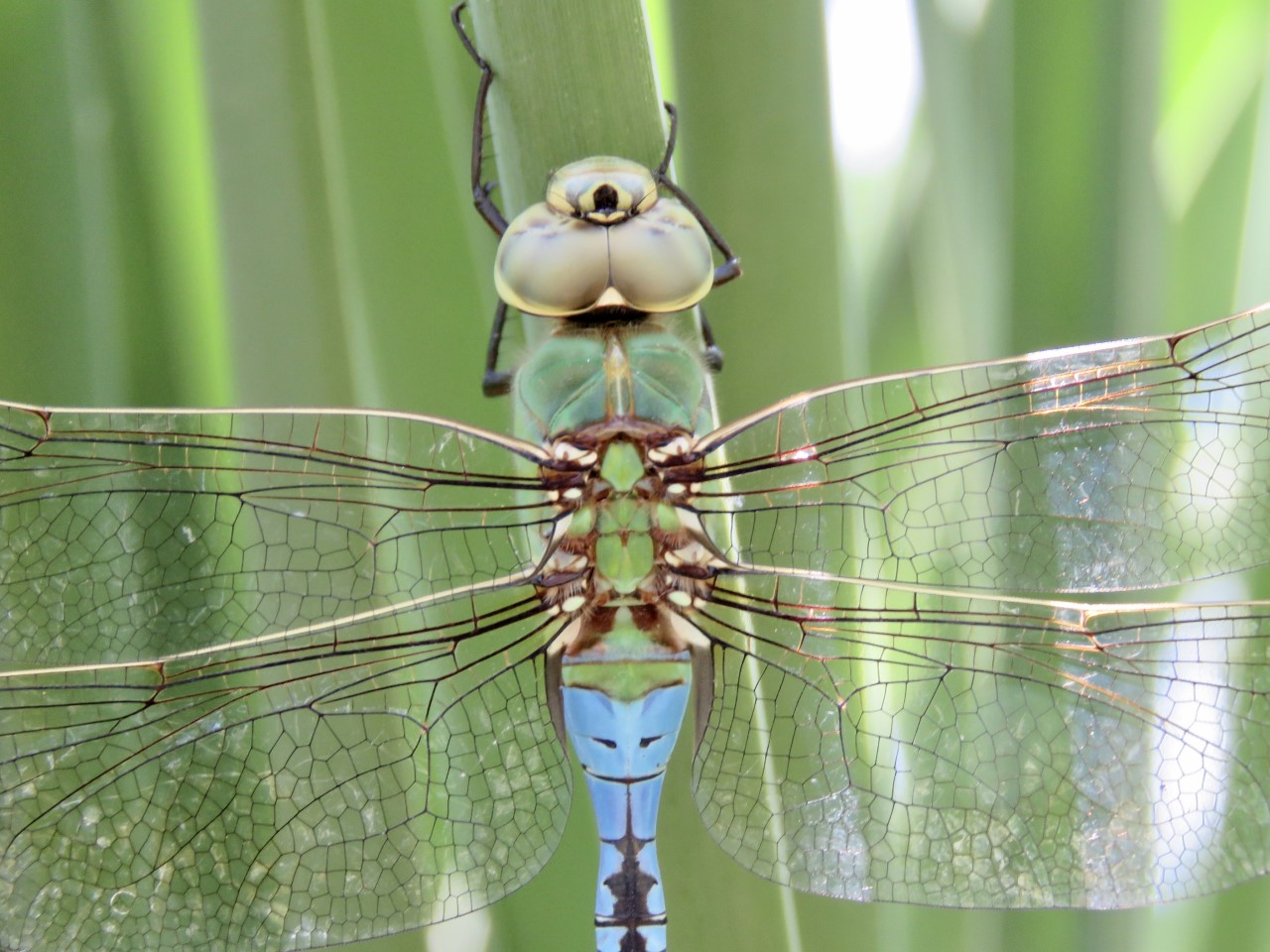 Common green darner