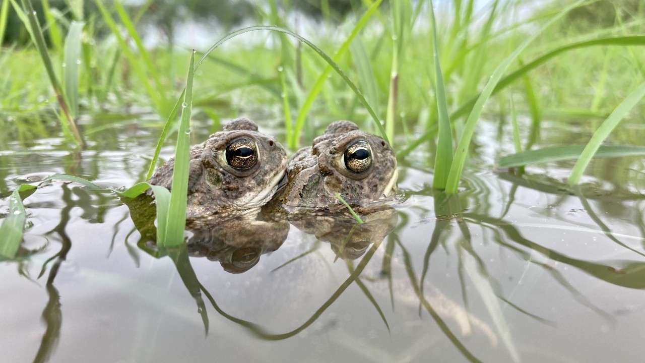 Mated pair of Great Plains toads (Anaxyrus cognatus) in the floodplain of the Santa Cruz River.