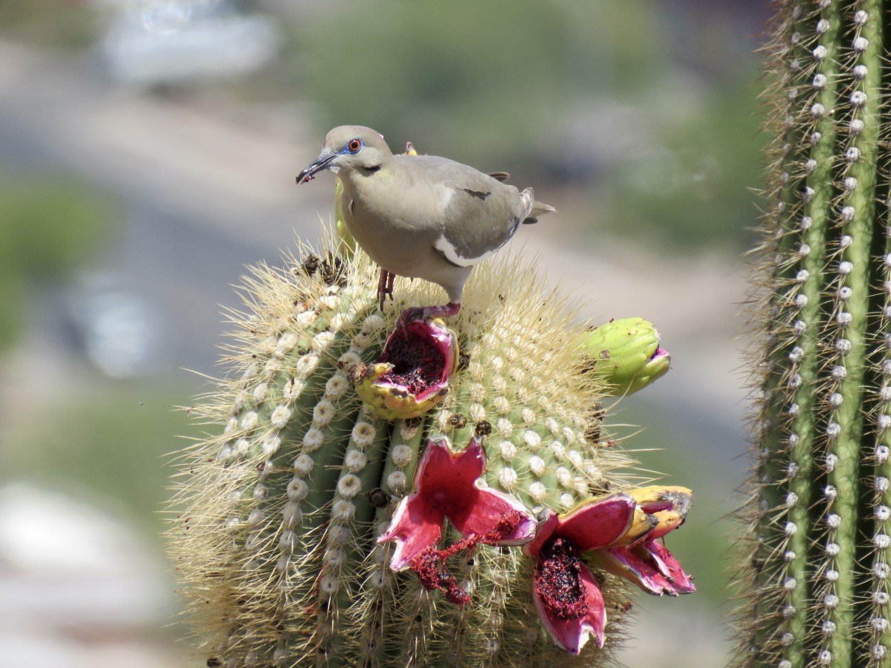 White-winged dove