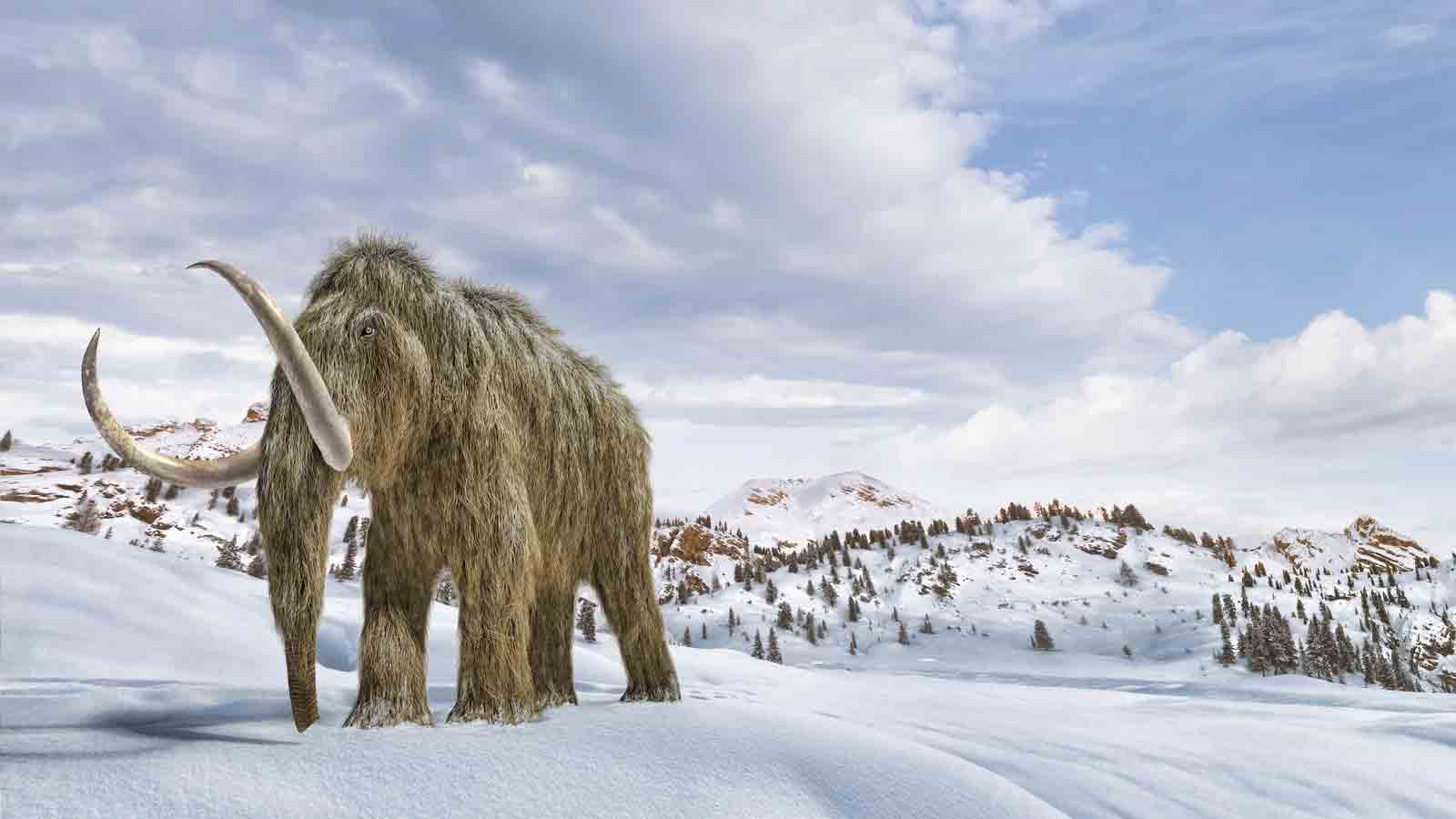 npr news mammoth 