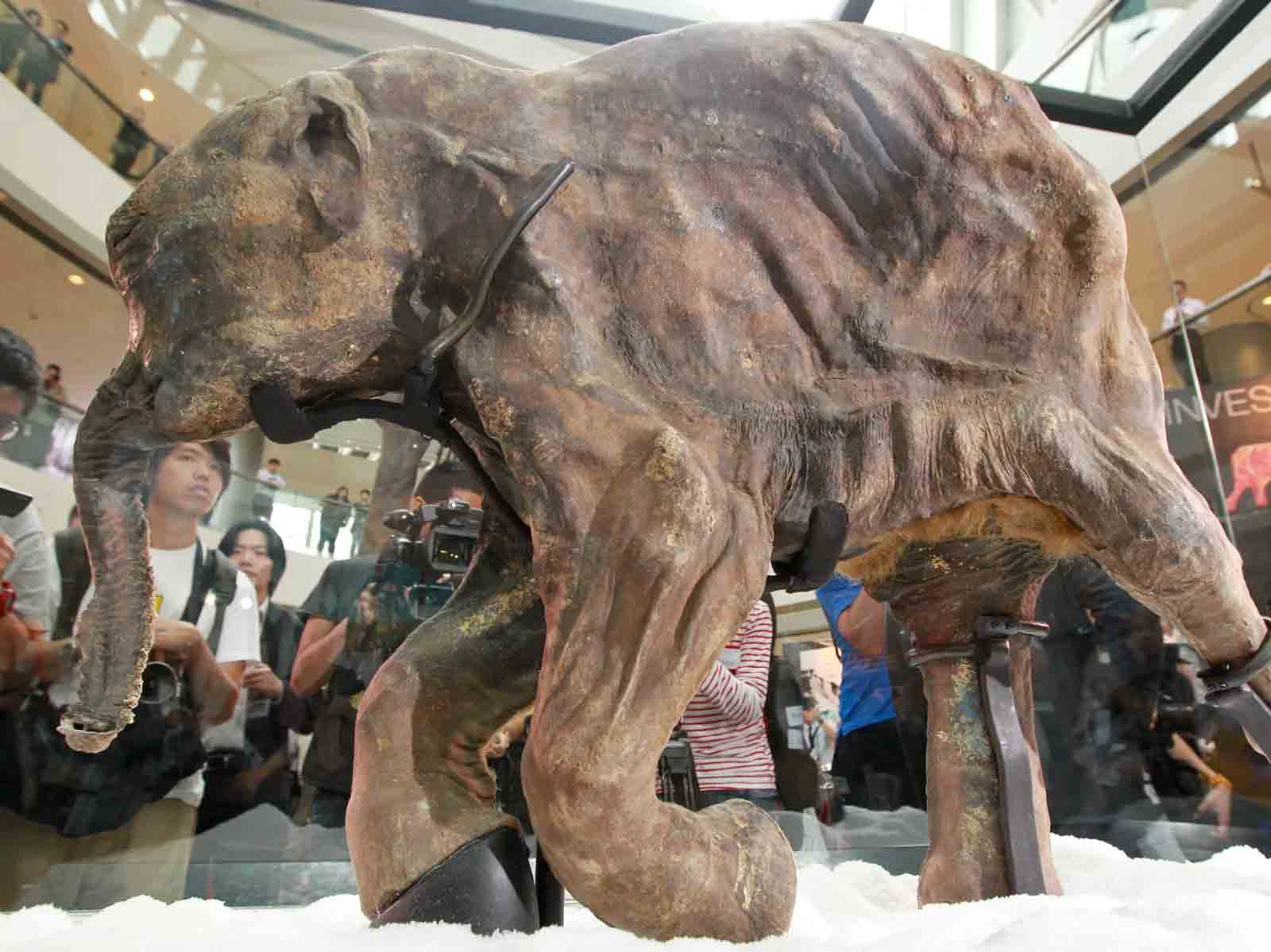 npr news mammoth 2