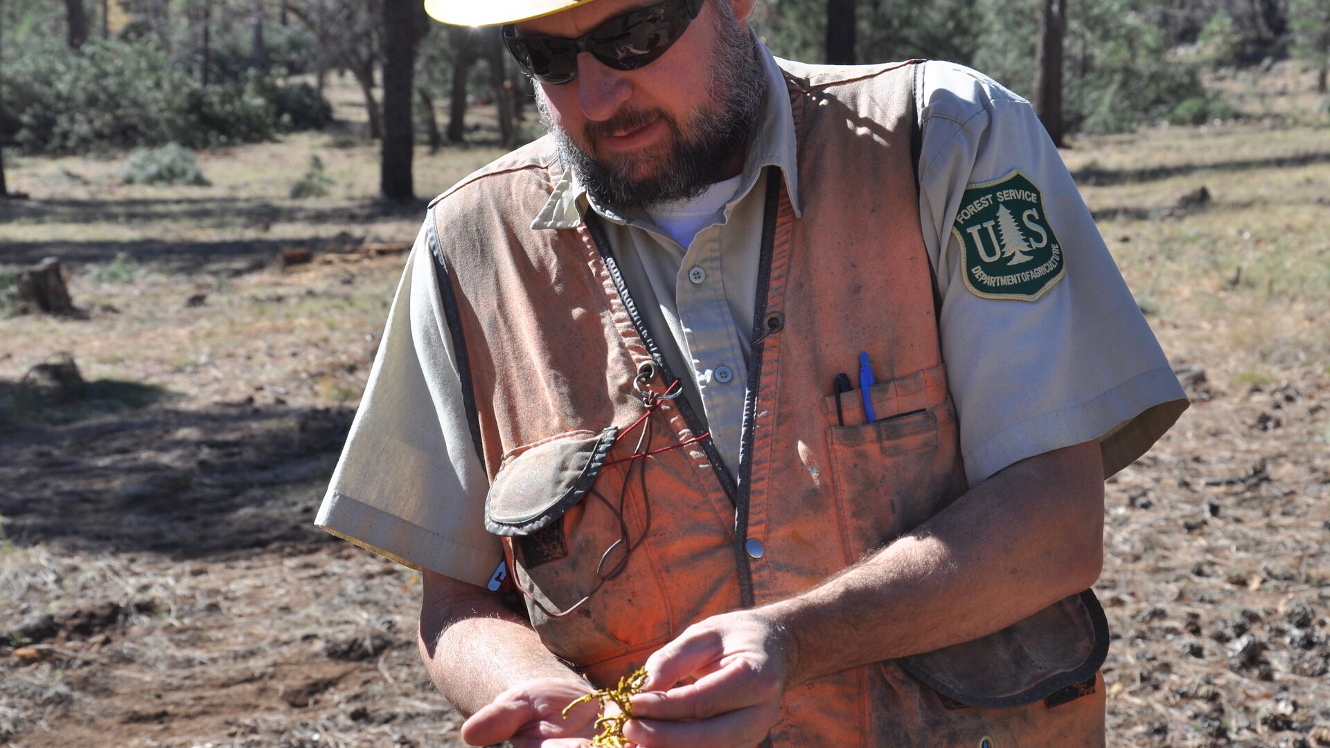 Timber Sale Administrator John Magura, Williams Ranger District, inspects invasive Mistletoe. 