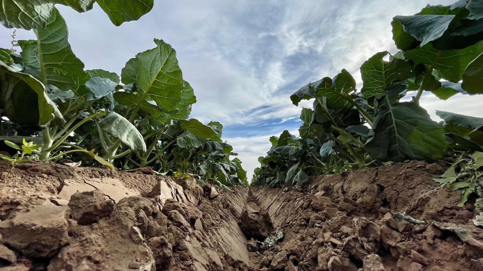 Precision-cut rows of broccoli grow on a laser-leveled field in Yuma, Arizona. Technological developments in agriculture are helping the industry use water more efficiently, but research shows that some methods are not helping save water on a basin-wide scale.