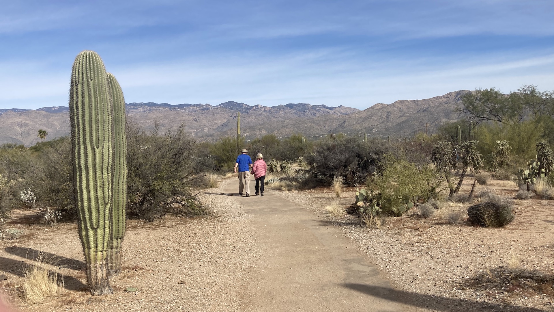 saguaro national park winter