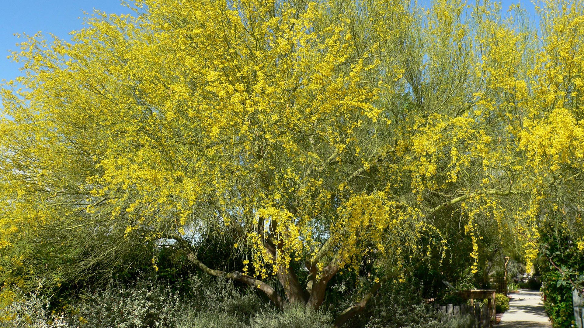 Palo Verde tree, Tucson