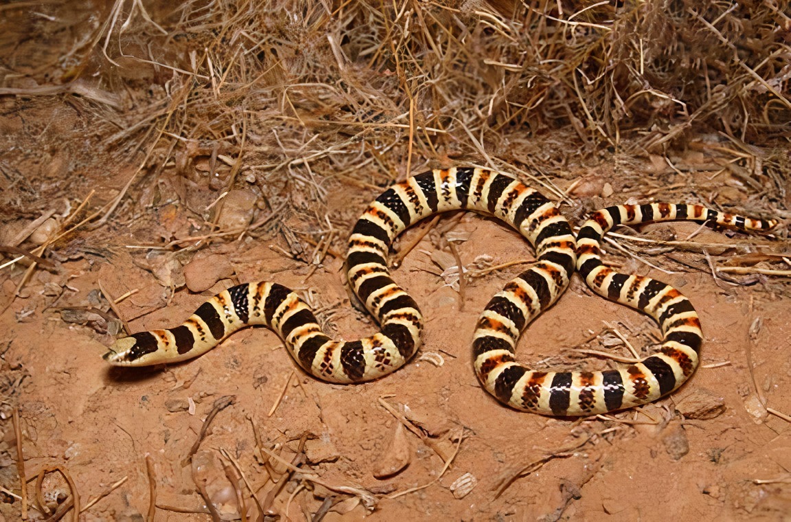 tucson shovel nosed snake body image