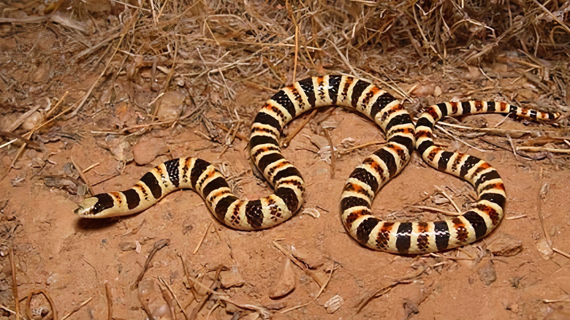 Tucson shovel-nosed snake.
