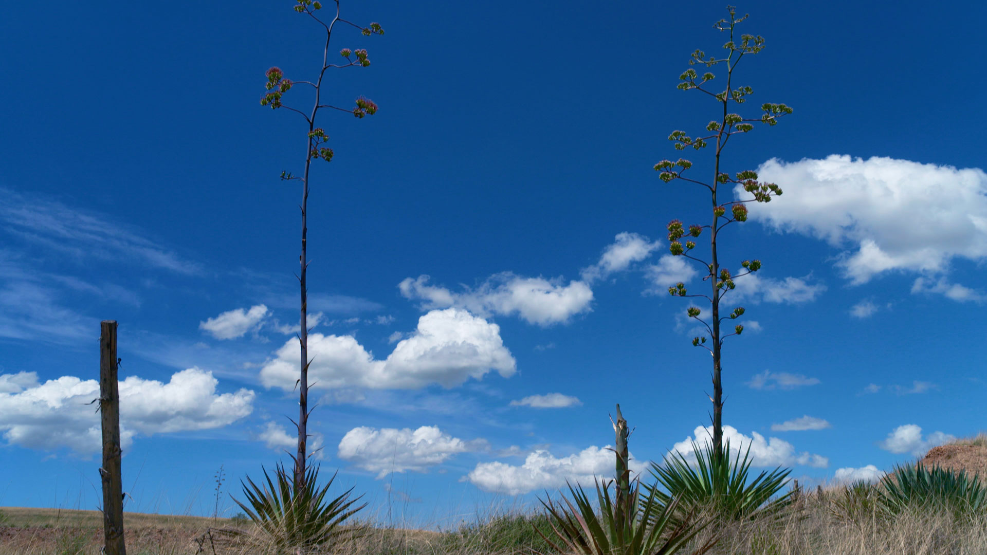 Desert Plants: Agave