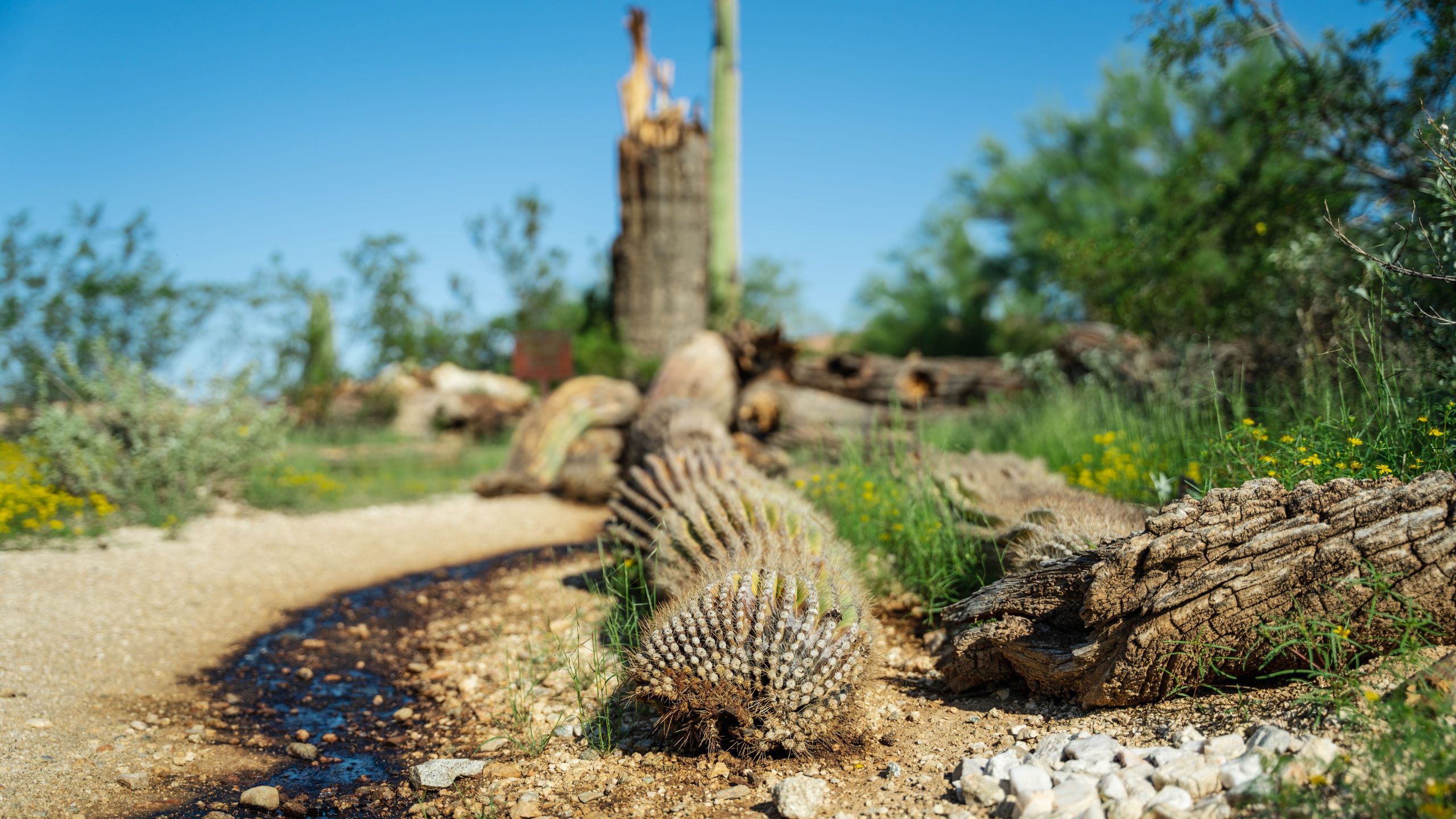 Strong Arm, a well-known saguaro cactus in the Tortolita Preserve near Marana, was estimated to be 150 to 200 years old and 40 feet tall when it toppled during an August storm. But the actual cause of death was Erwinia cacticida, a bacteria that causes saguaros to rot and ooze a thick, black liquid. 